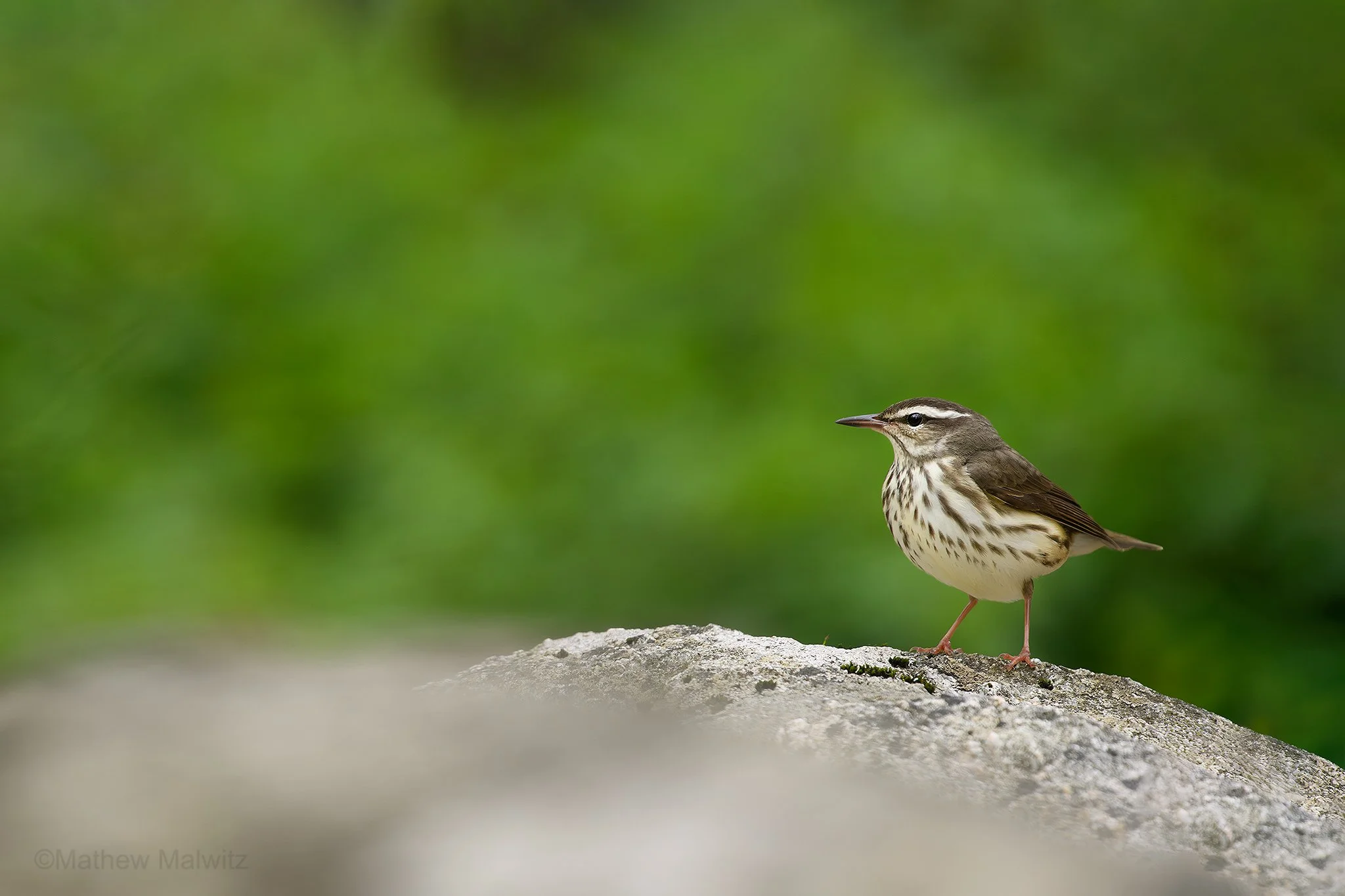 DSC_6848-Enhanced-NR-Edit copy.jpg