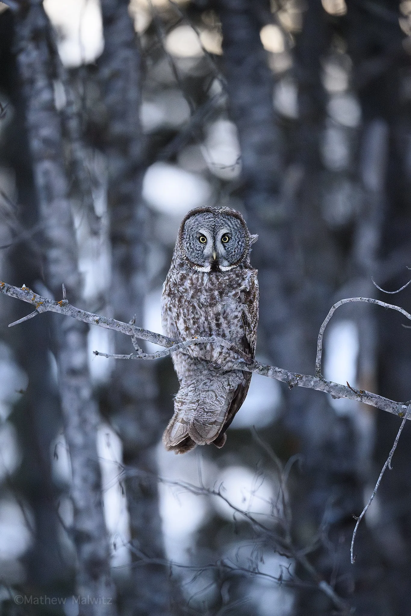 DSC_9635-Enhanced-NR-Edit copy.jpg