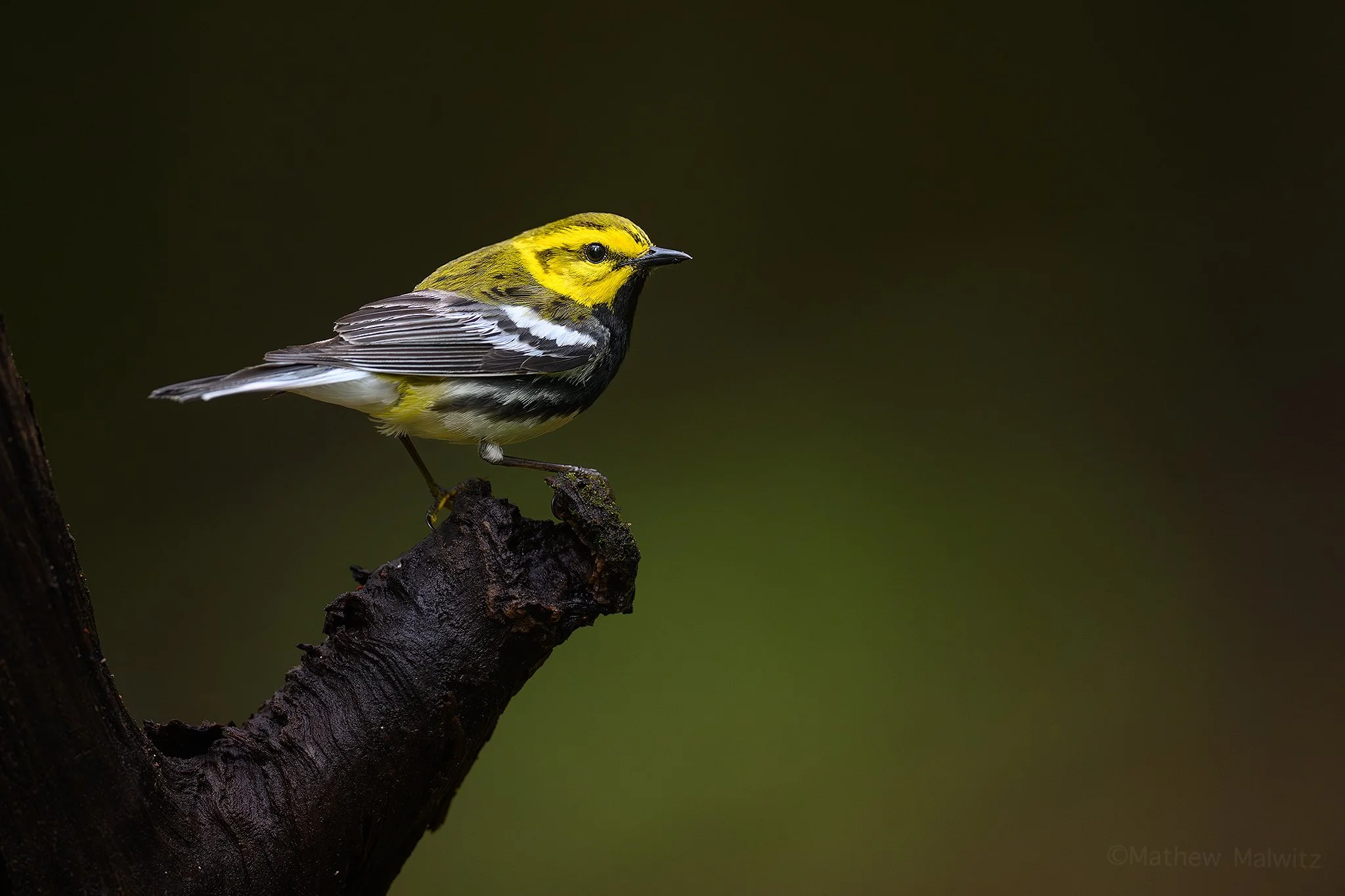 DSC_7736-Enhanced-NR-Edit copy.jpg