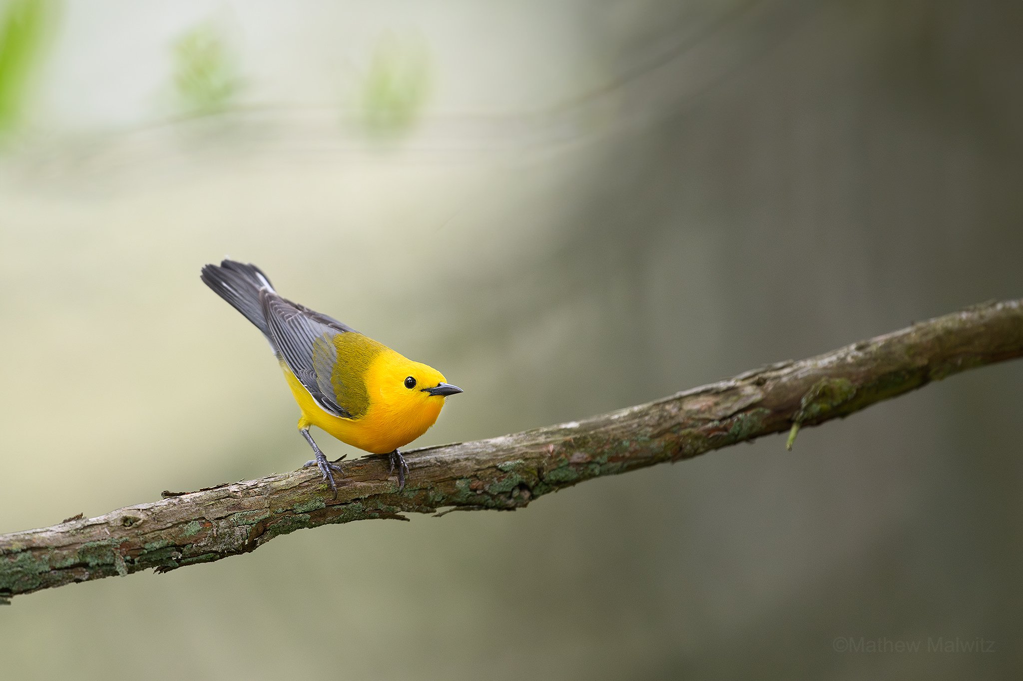 DSC_9076-Enhanced-NR-Edit copy.jpg