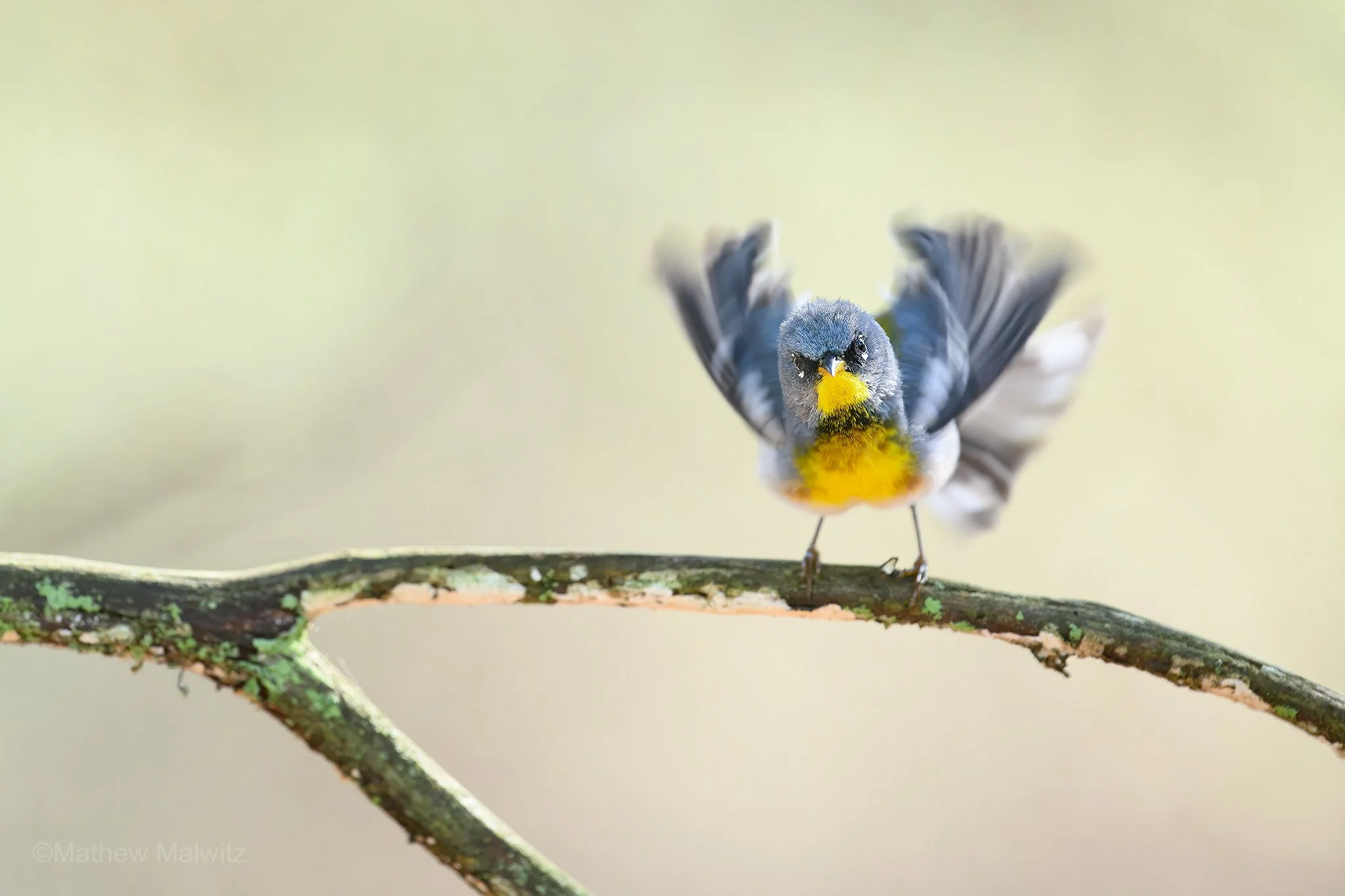 DZ9_2280-Edit-Edit-Edit copy.jpg