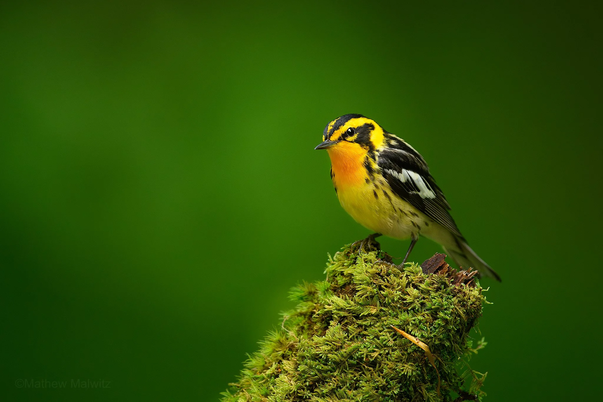 DSC_3435-Enhanced-NR-Edit copy.jpg