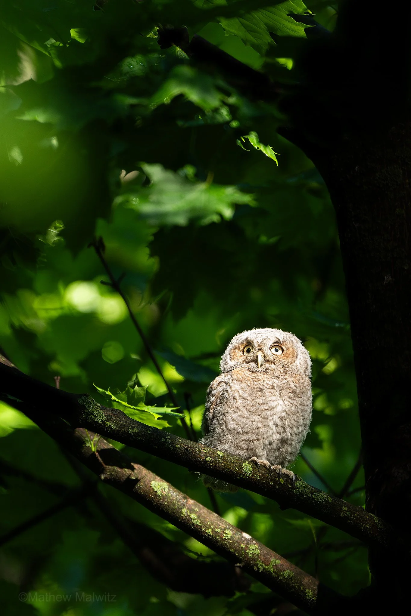 DSC_4021-Enhanced-NR-Edit copy.jpg