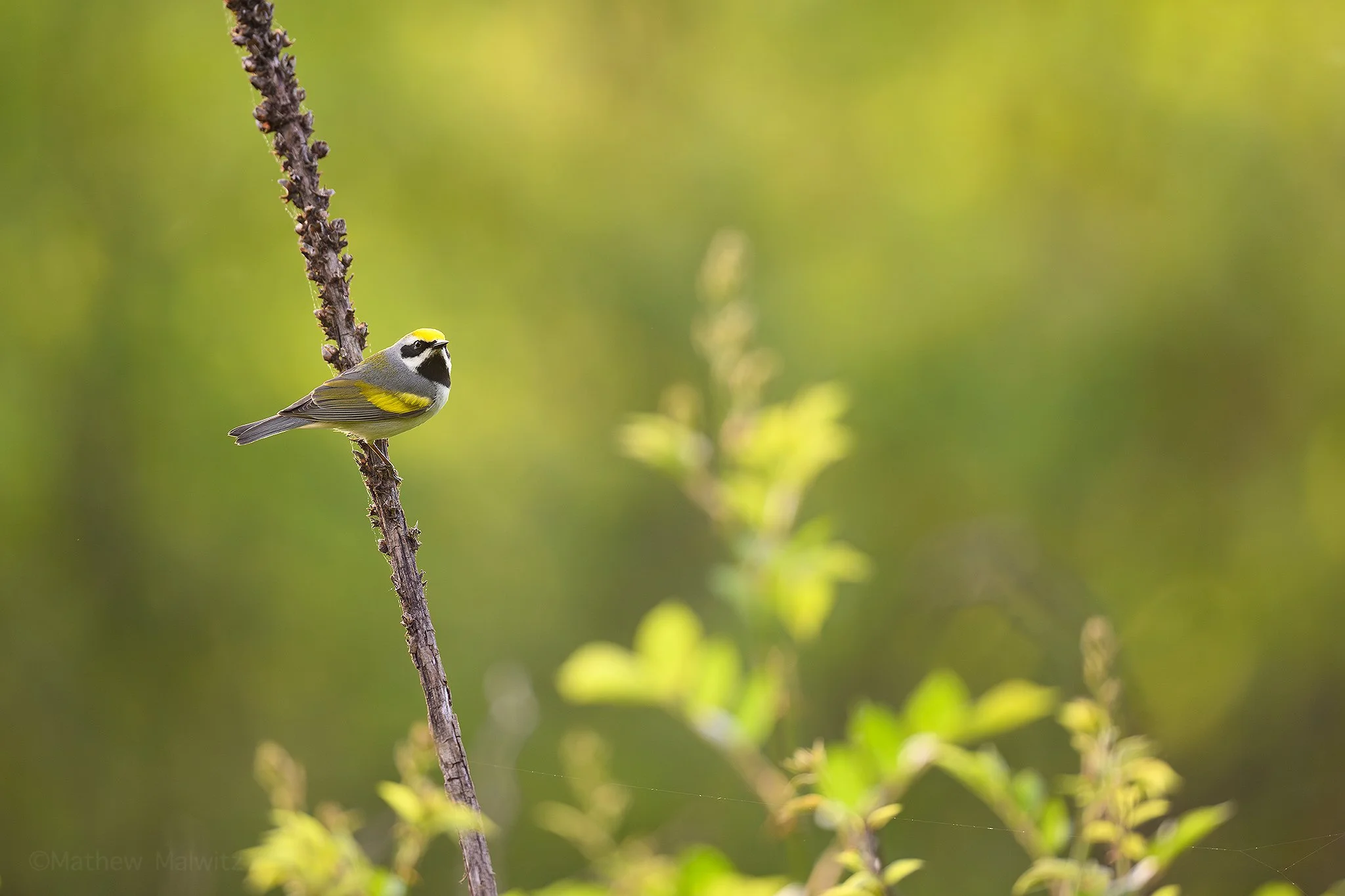 DSC_7765-Enhanced-NR-Edit copy.jpg