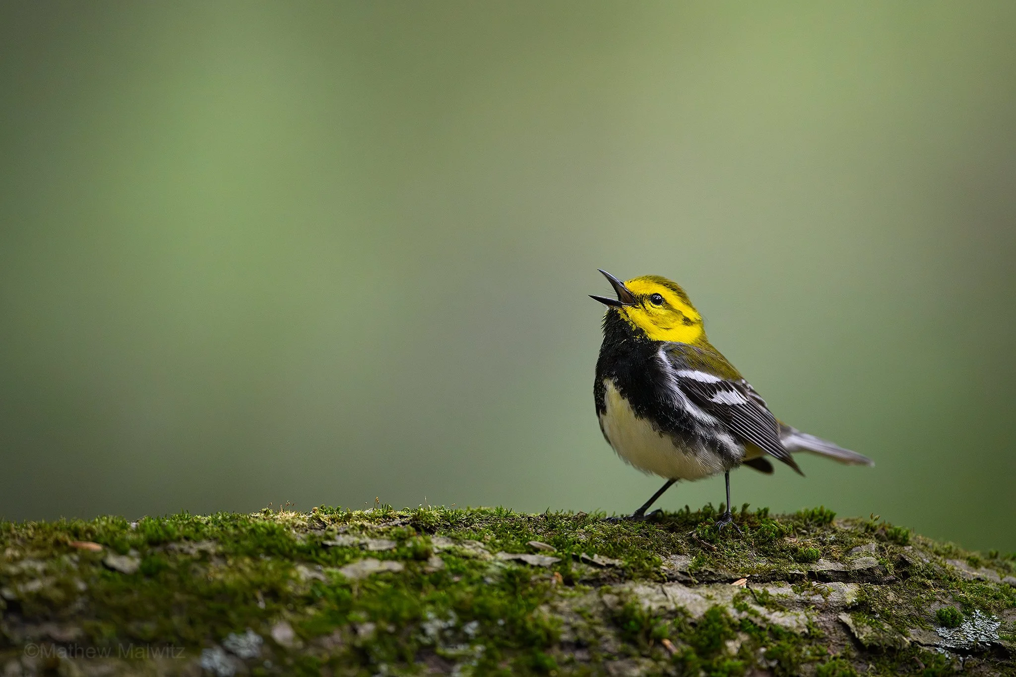 DZ9_9504-Enhanced-NR-Edit copy.jpg