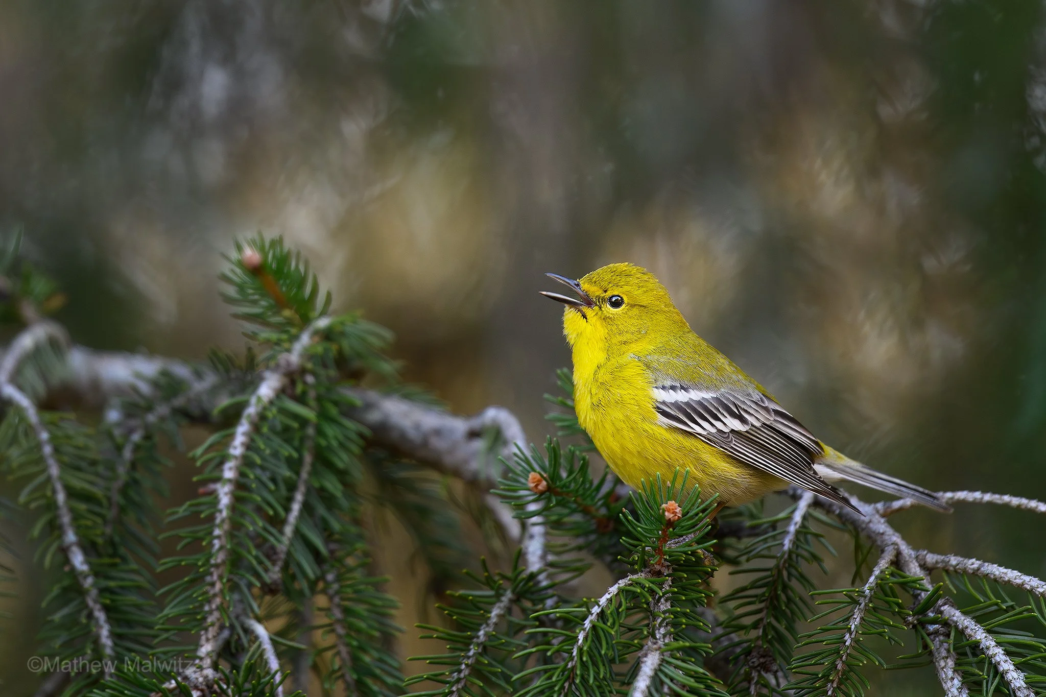 DSC_4589-Enhanced-NR-Edit copy.jpg