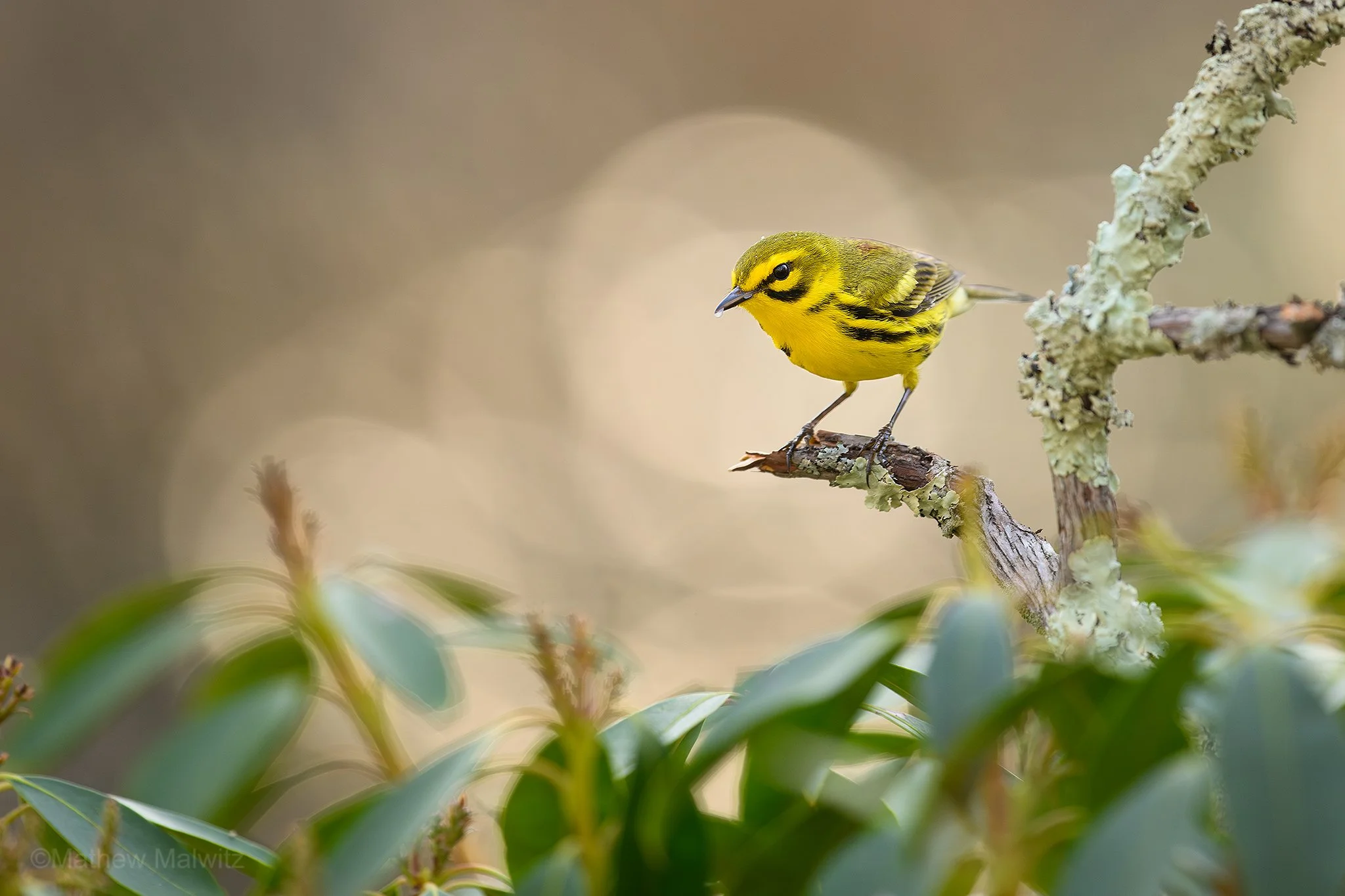 DSC_5679-Enhanced-NR-Edit copy.jpg