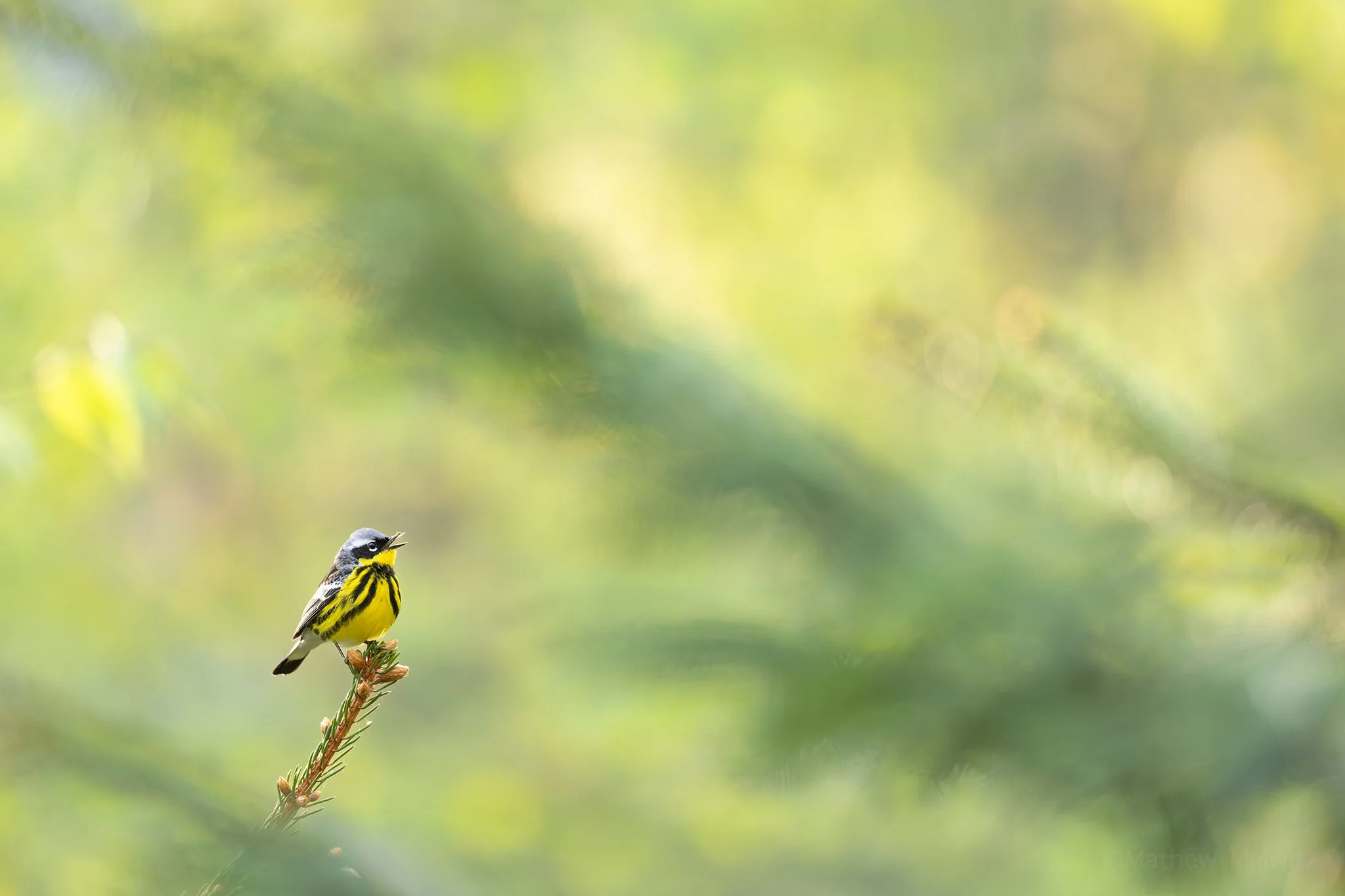 DSC_3280-Enhanced-NR-Edit copy.jpg