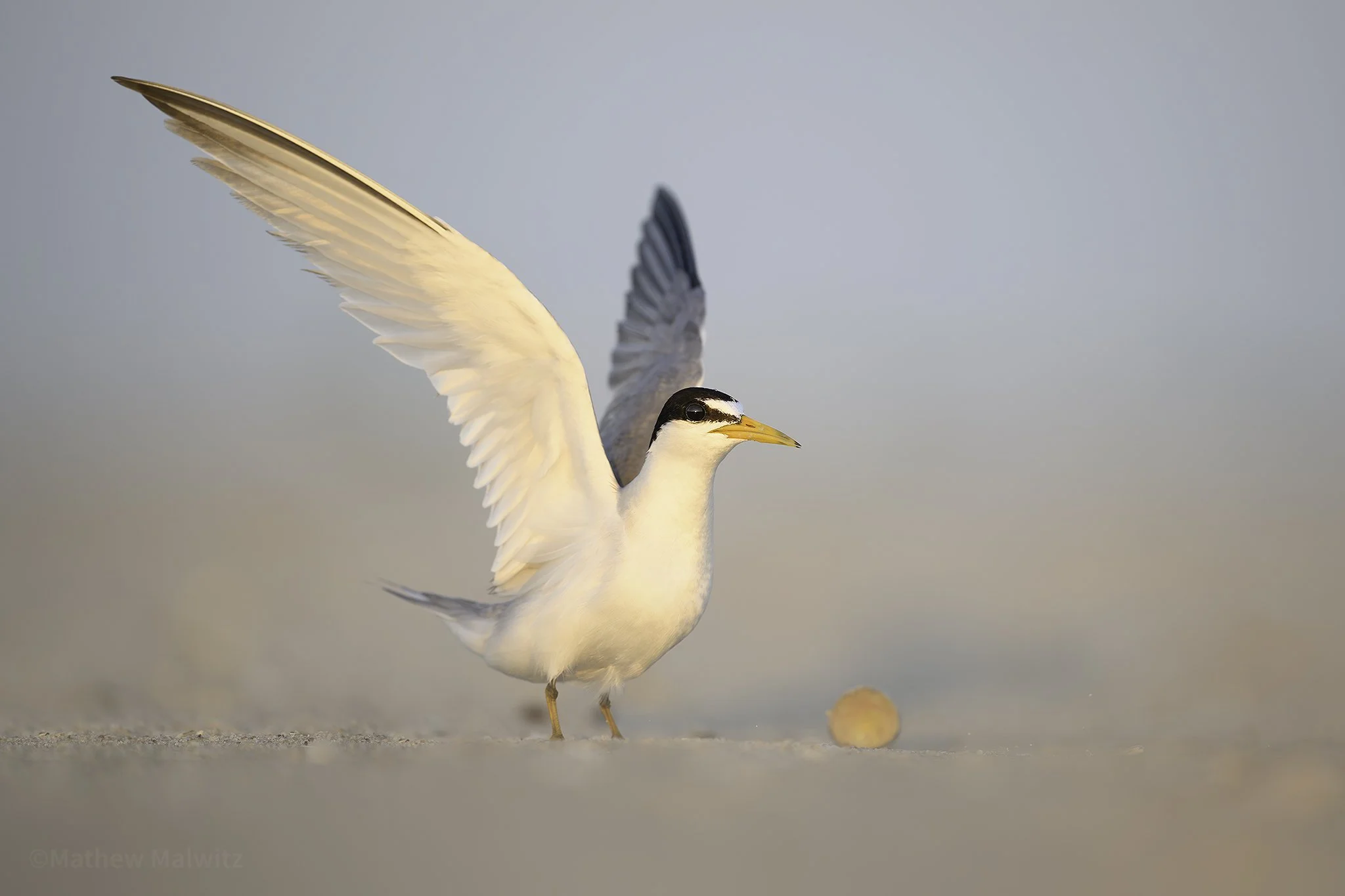 Least Tern Wings Up copy.jpg