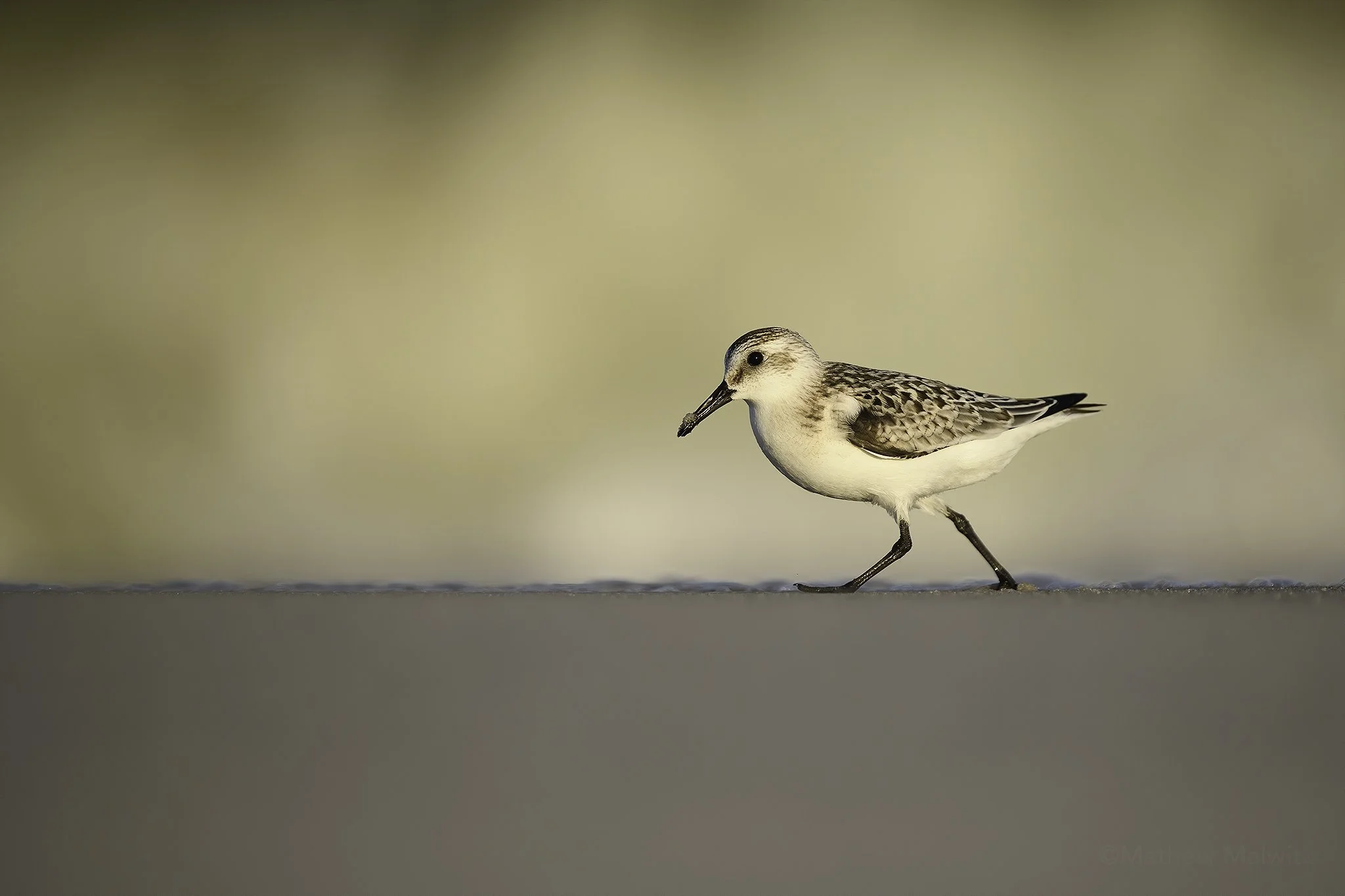 Semipalmated Sandpiper Wave.jpg