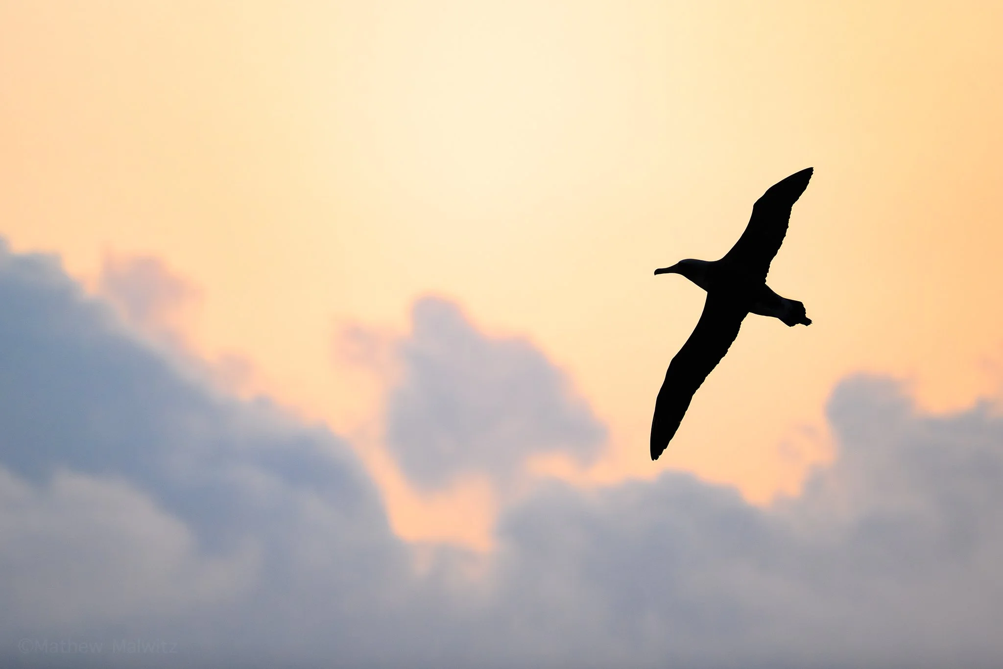 DSC_3559-Enhanced-NR-Edit copy.jpg