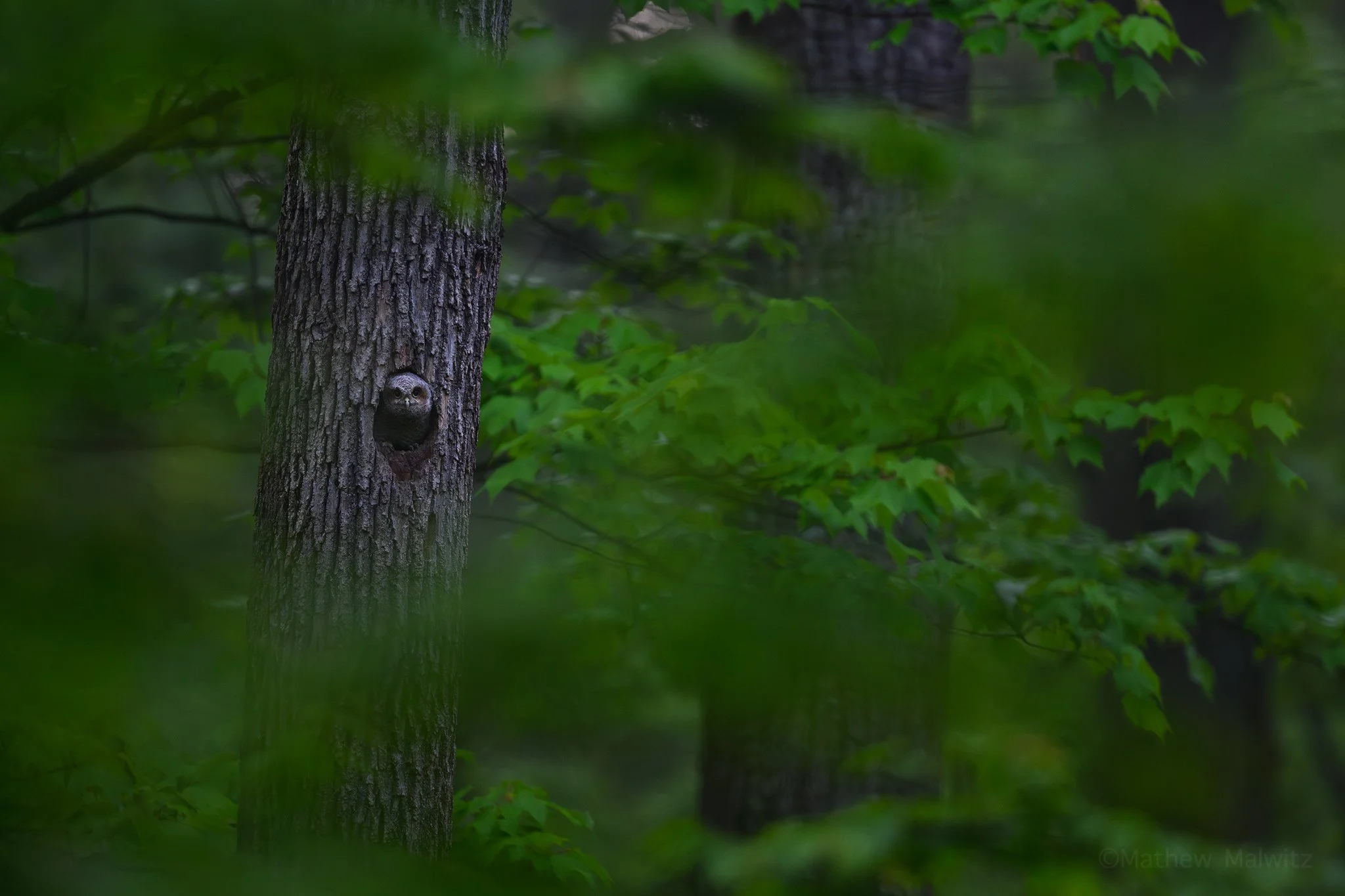 DSC_6403-Enhanced-NR-Edit copy.jpg