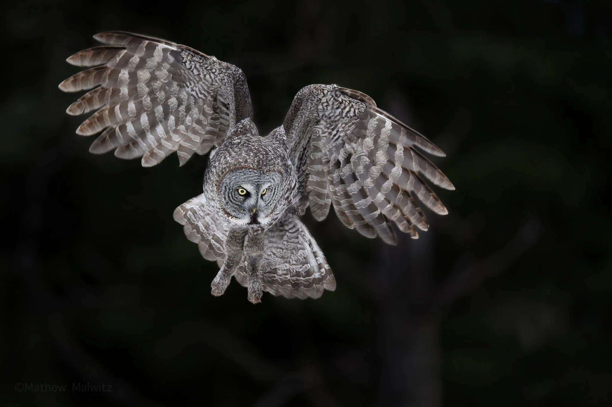 DSC_8200-Enhanced-NR-Edit copy.jpg