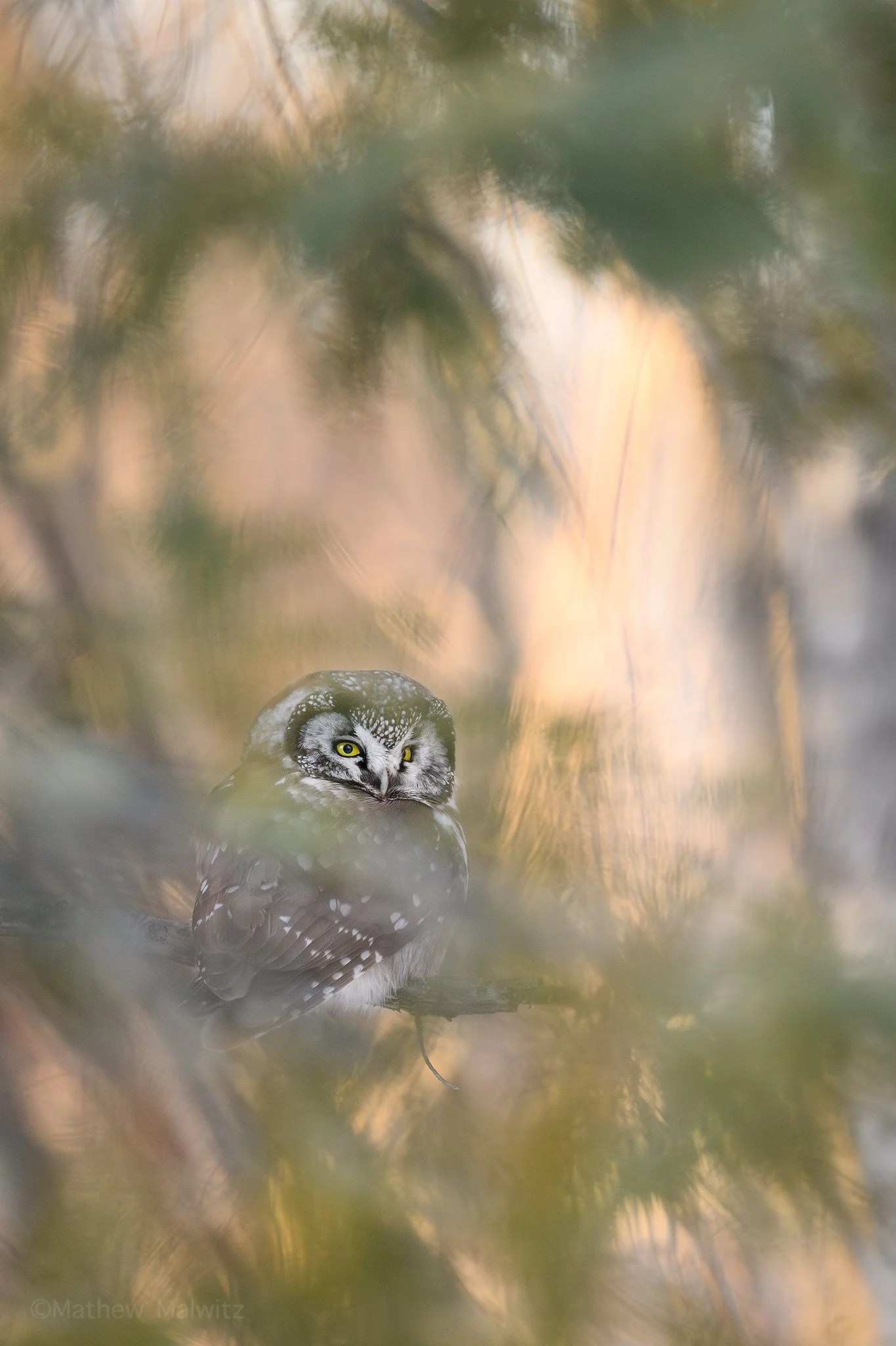 DSC_6031-Enhanced-NR-Edit copy.jpg