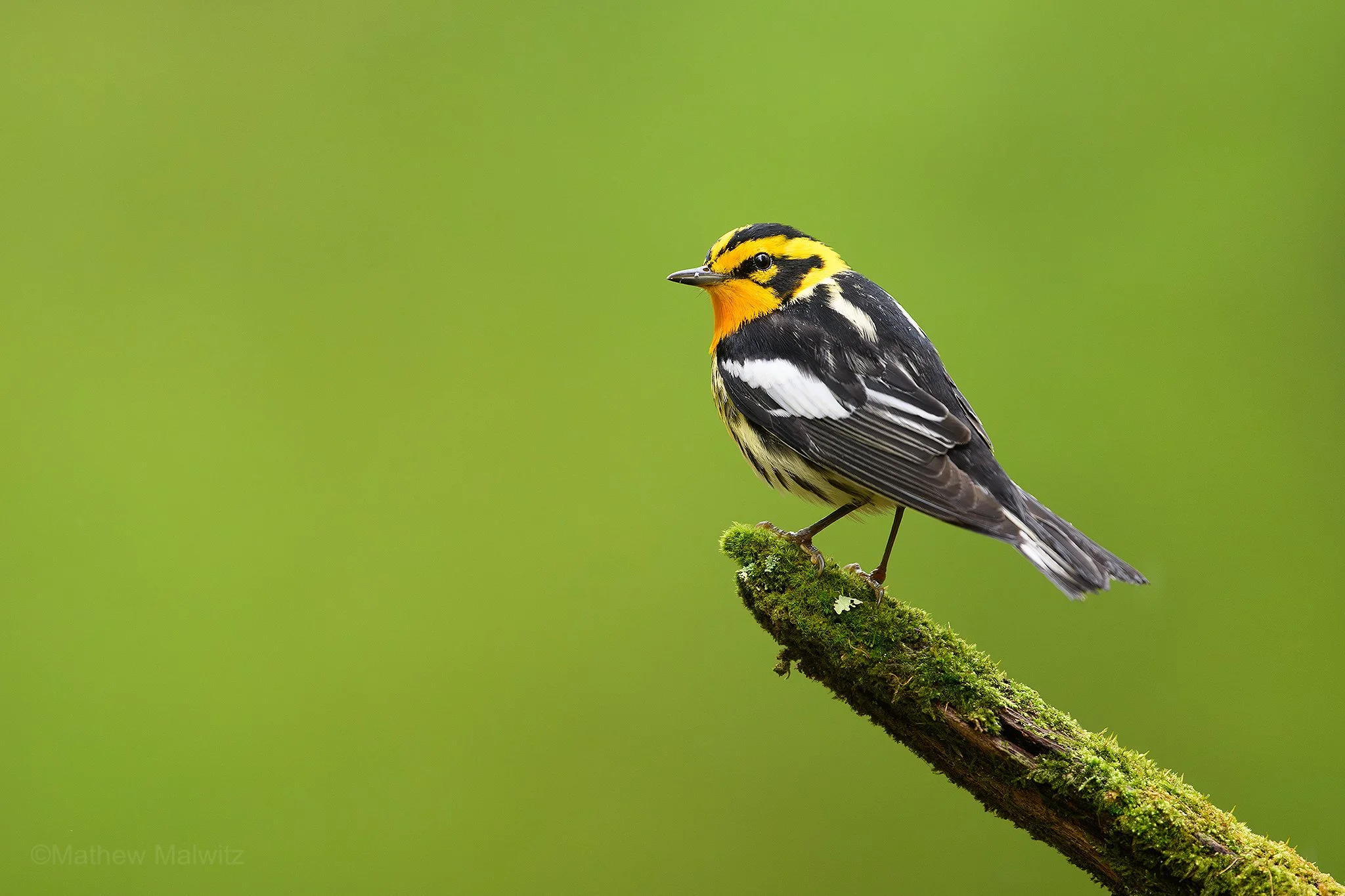 DSC_5918-Enhanced-NR-Edit copy.jpg