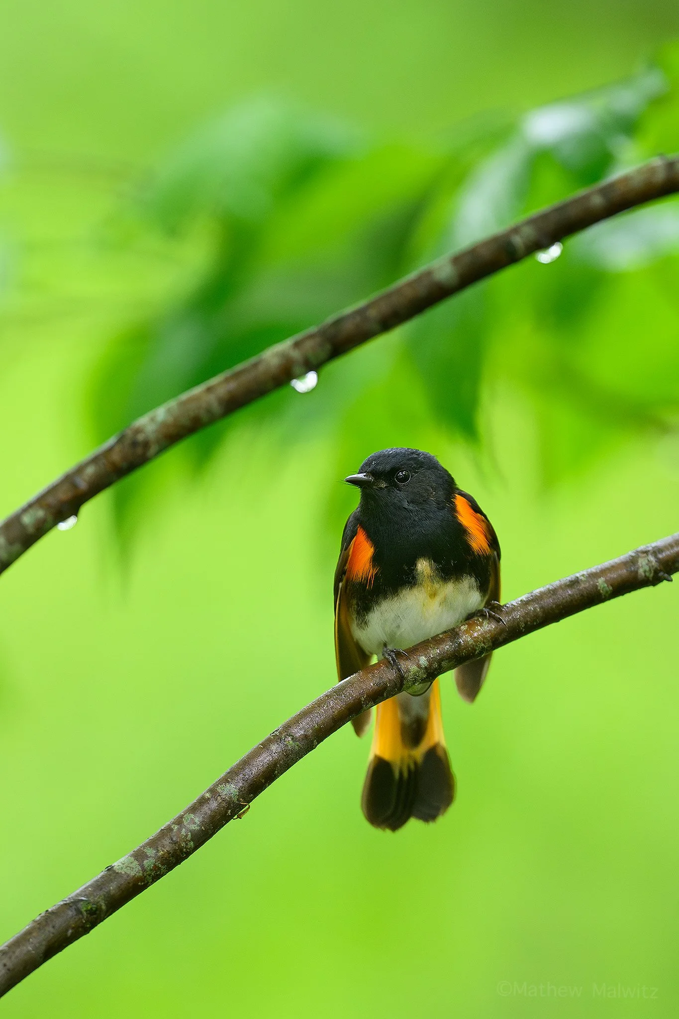 DSC_8160-Enhanced-NR-Edit copy.jpg