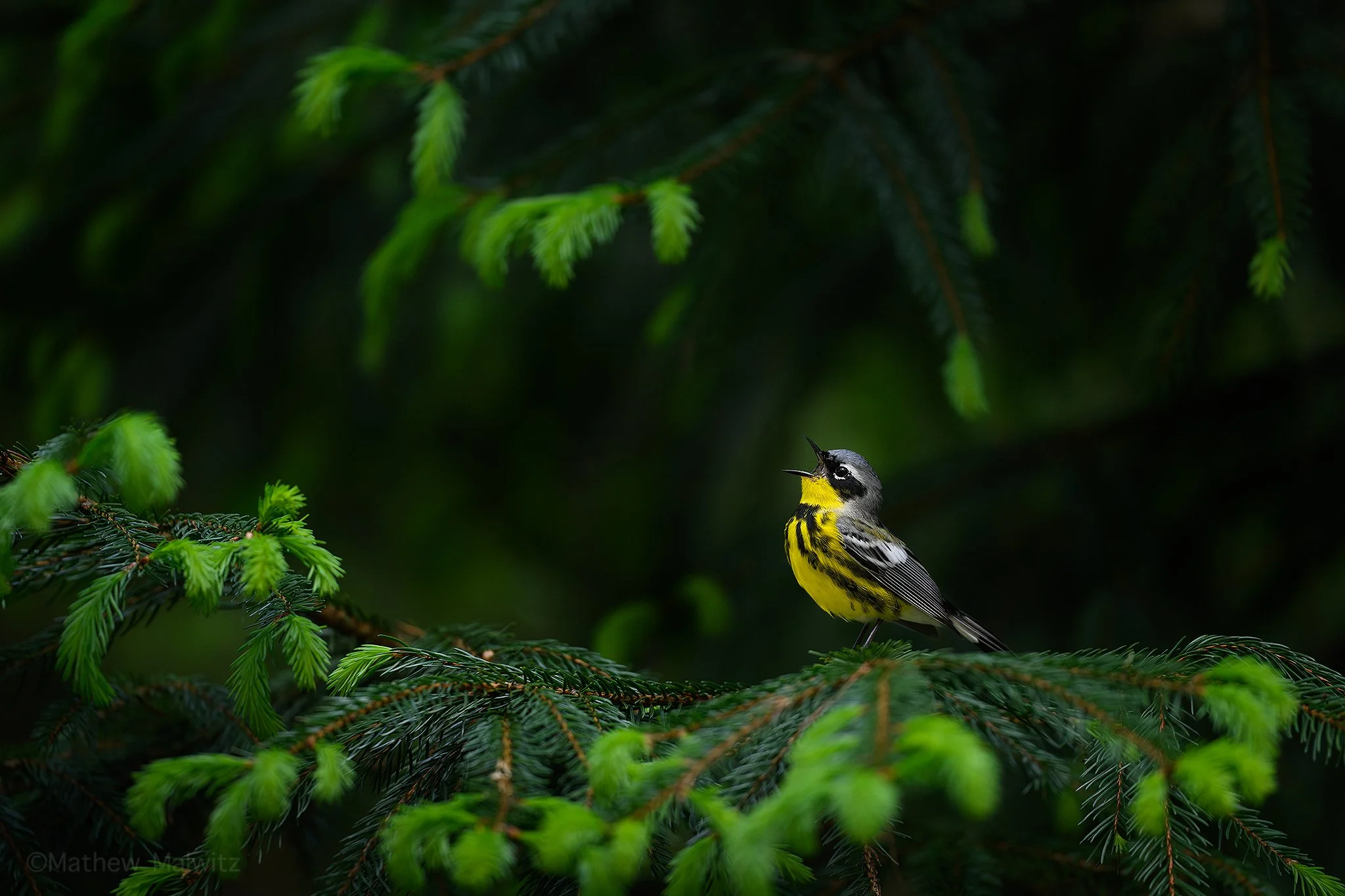 DSC_3191-Enhanced-NR-Edit copy.jpg