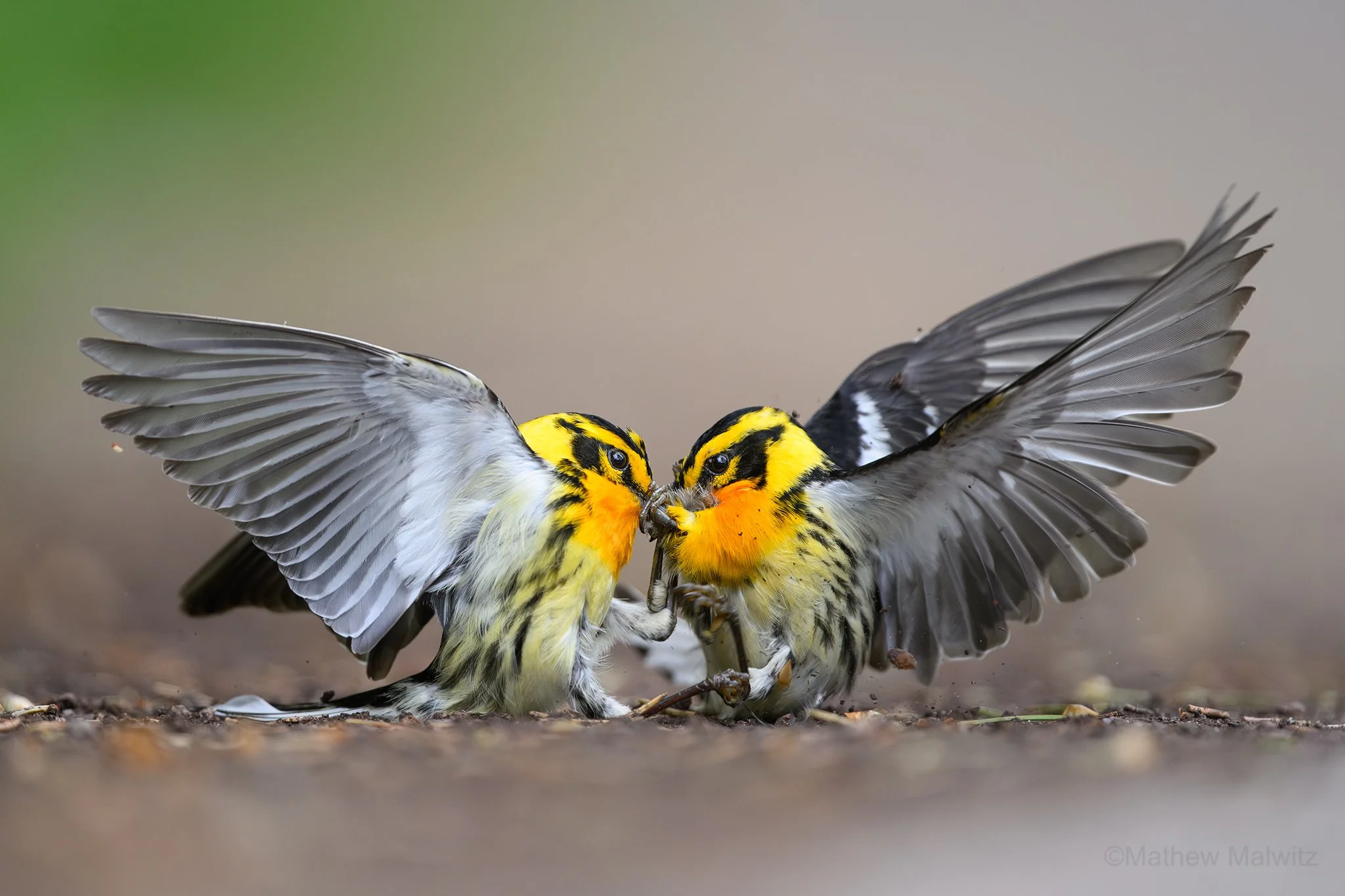 DZ9_3569-Enhanced-NR-Edit copy.jpg