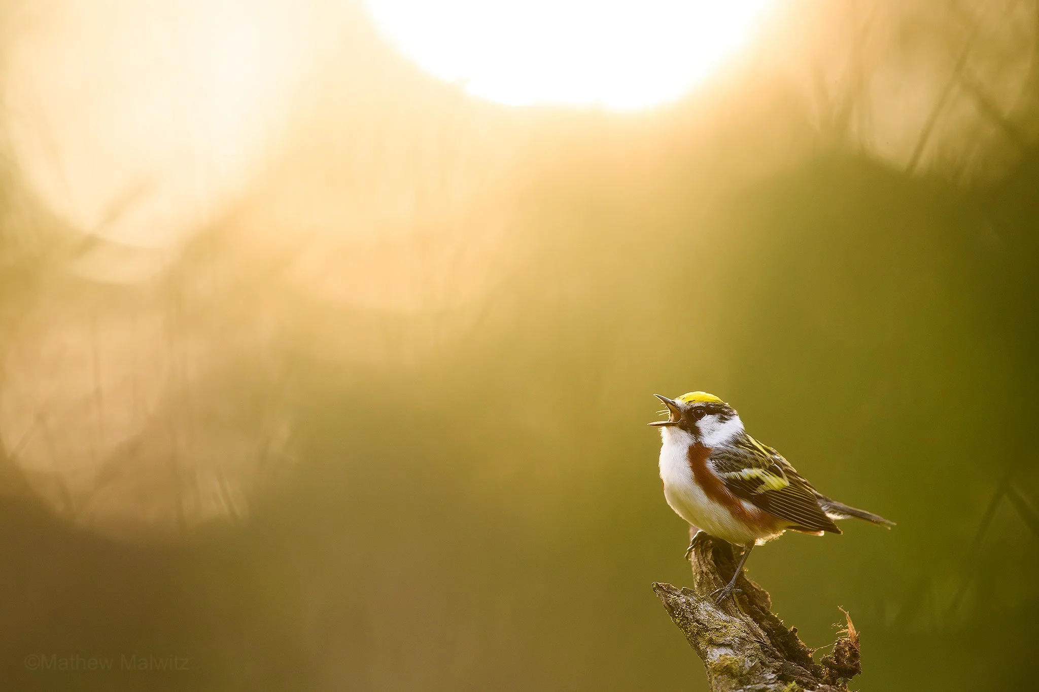 DSC_4942-Enhanced-NR-Edit copy.jpg