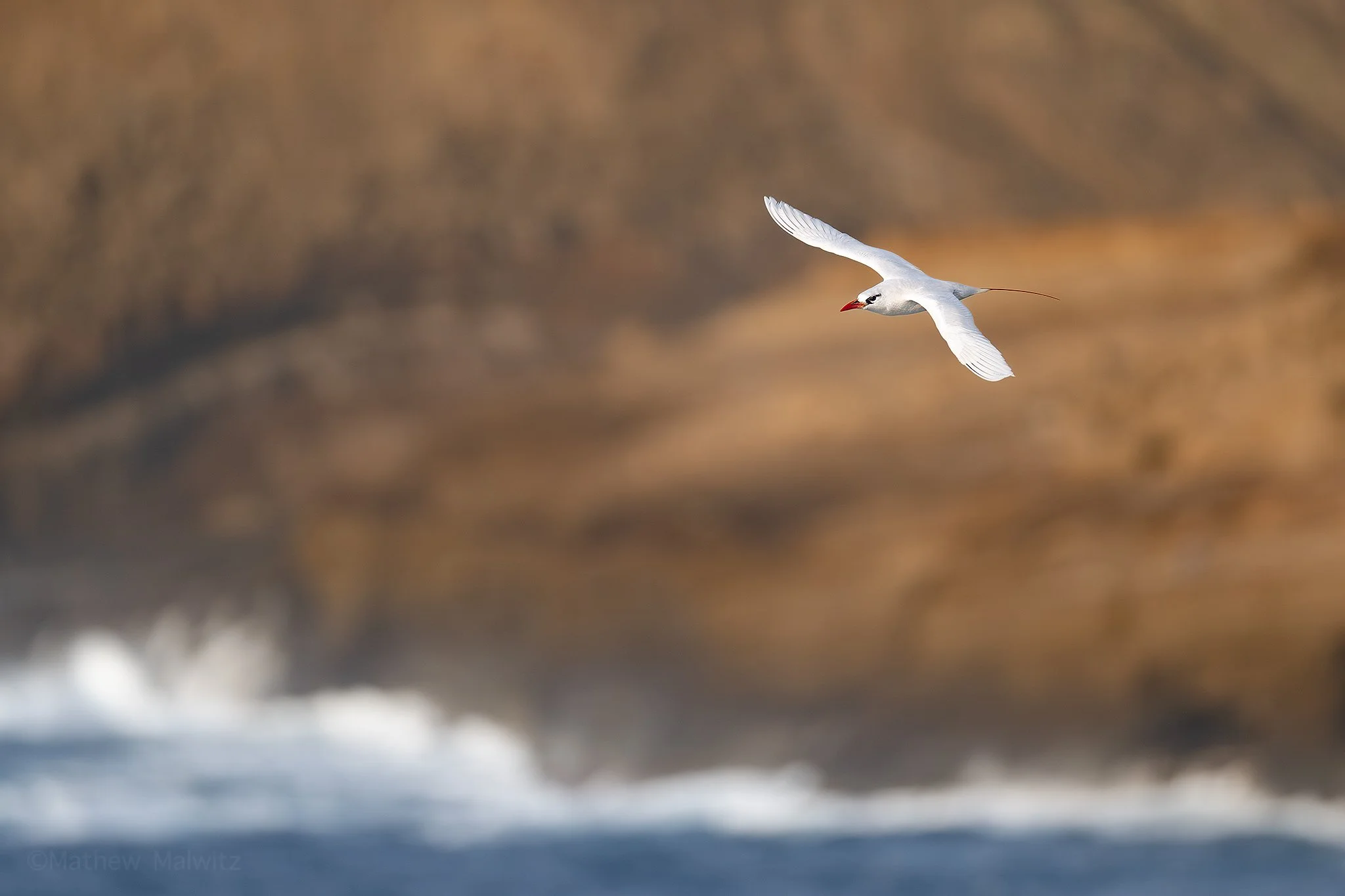 DSC_3176-Enhanced-NR-Edit copy.jpg