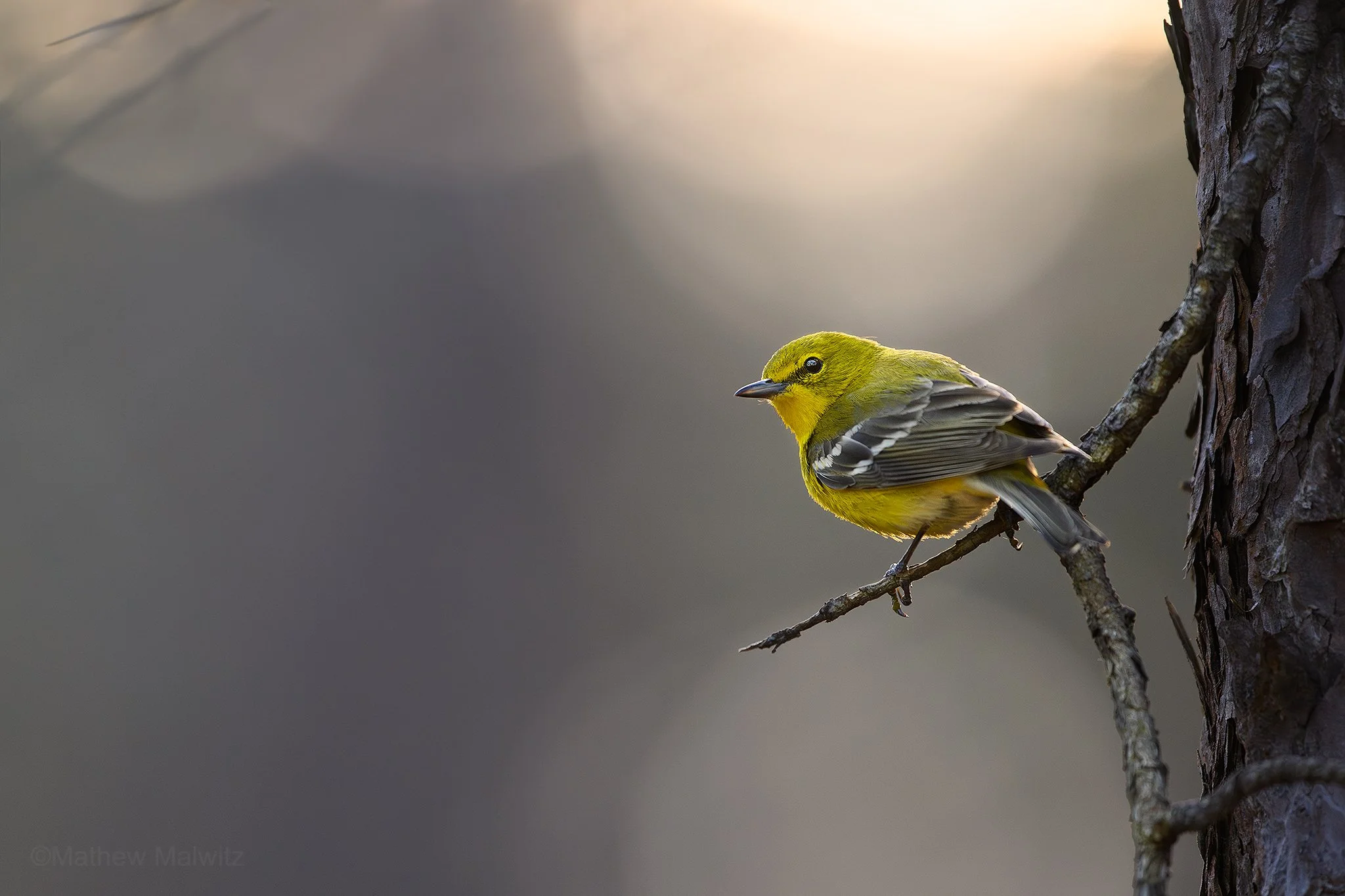 DZ9_1684-Enhanced-NR-Edit copy.jpg