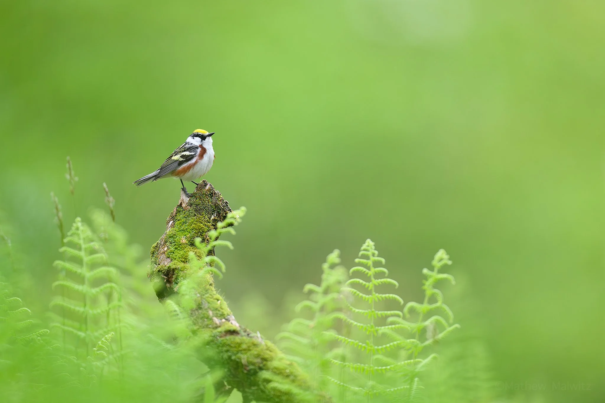 DSC_0109-Enhanced-NR-Edit copy.jpg