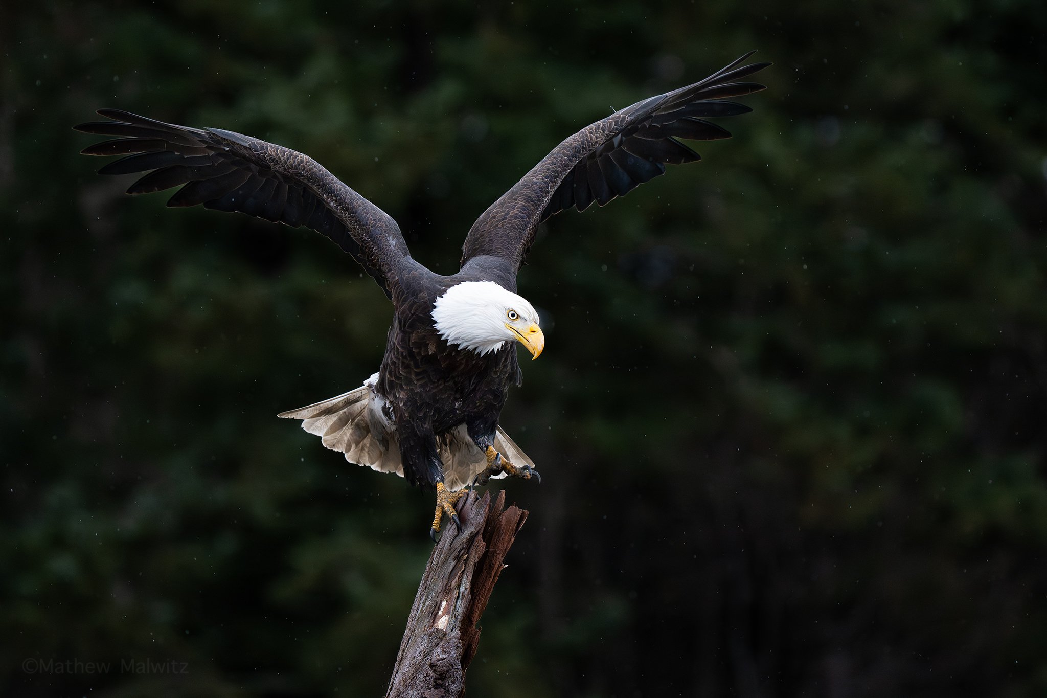 DSC03569-Edit copy.jpg