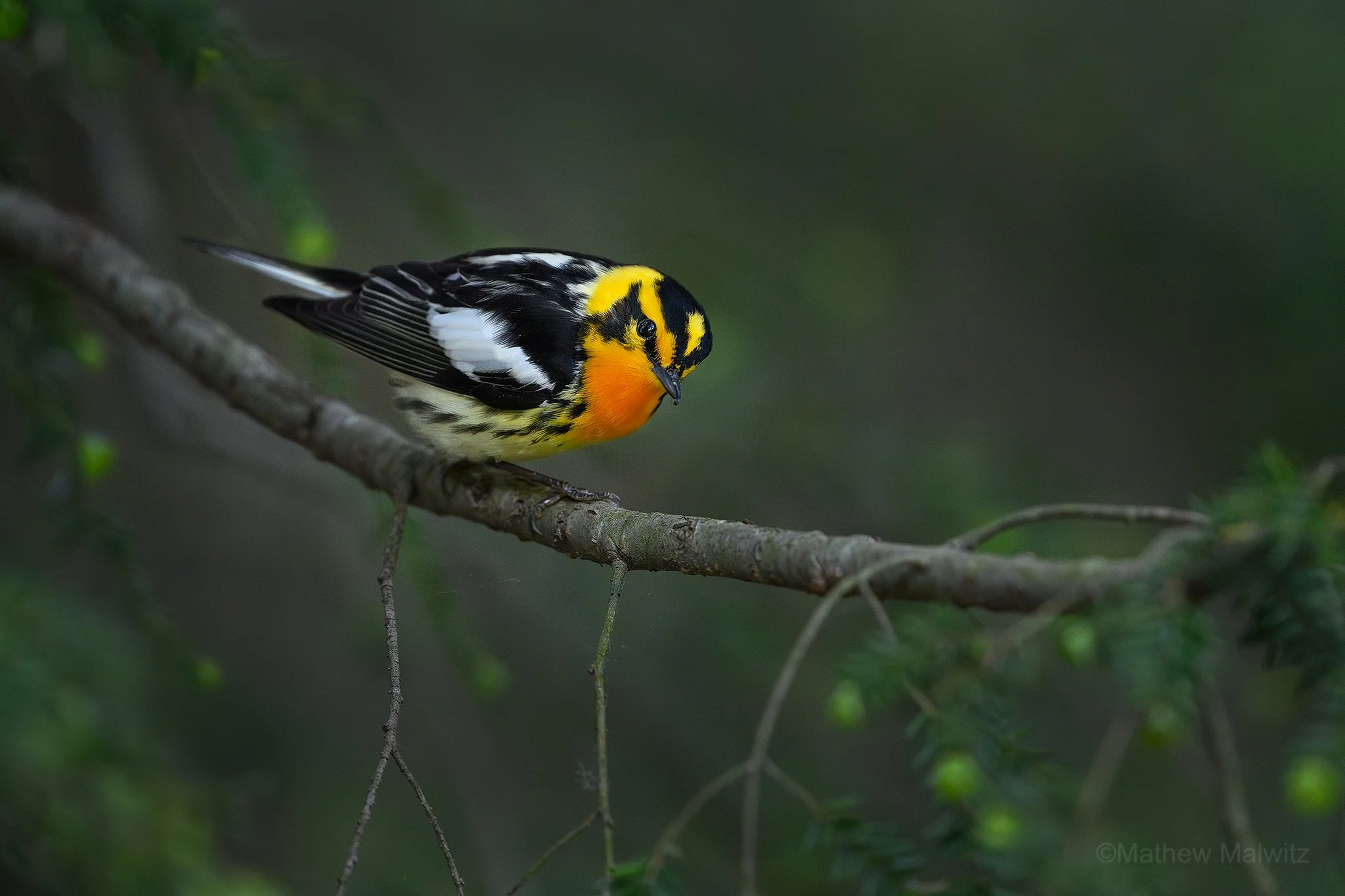 DZ9_4487-Enhanced-NR-Edit copy.jpg