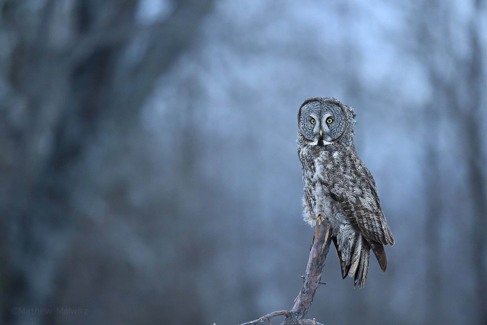 DSC_8727-Enhanced-NR-Edit copy.jpg