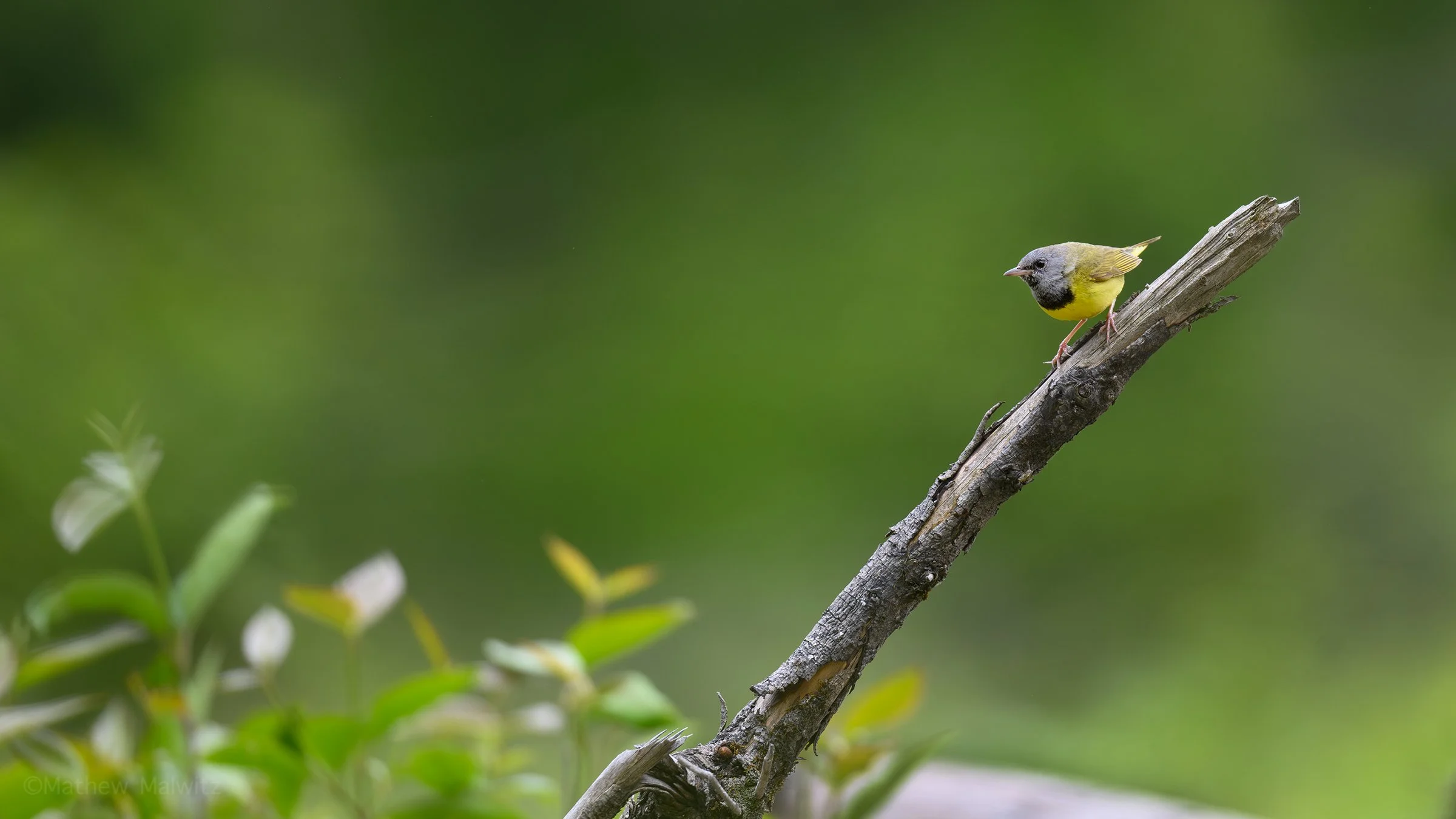 DSC_3682-Enhanced-NR-Edit copy.jpg