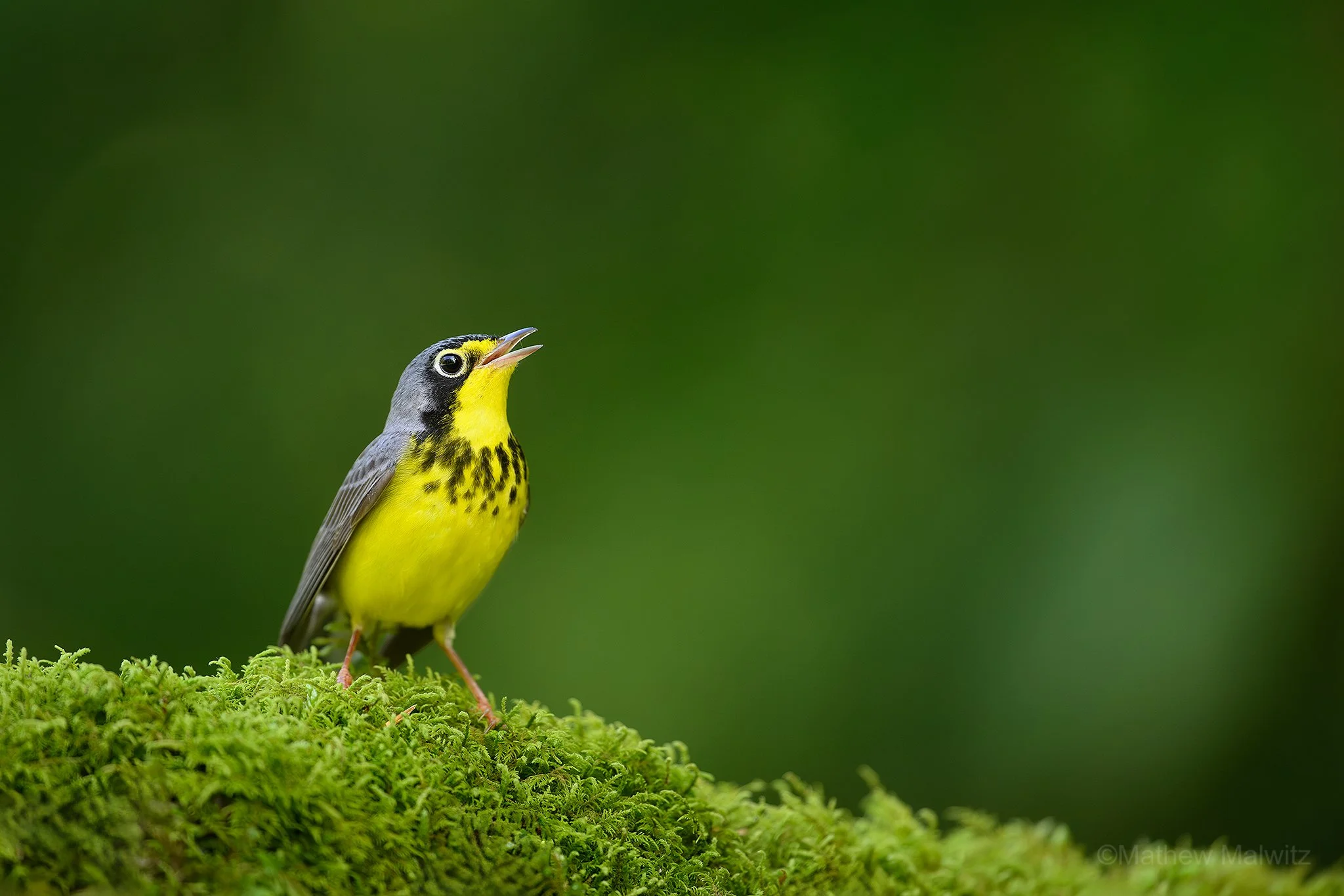 DSC_0037-Enhanced-NR-Edit copy.jpg