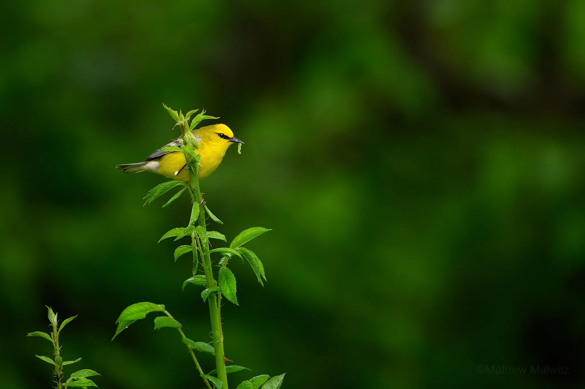 DSC_0075-Enhanced-NR-Edit copy.jpg