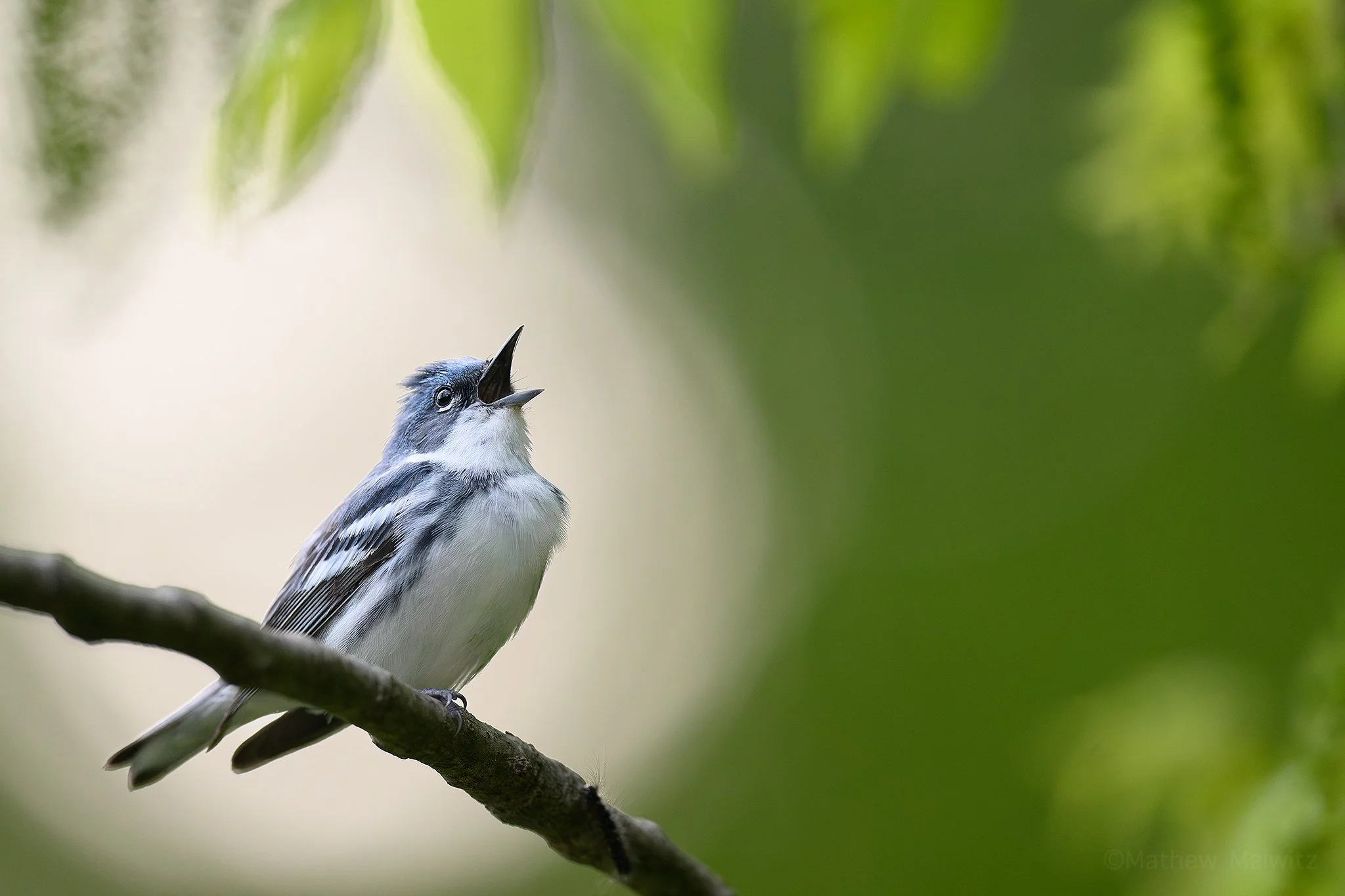 DSC_2013-Enhanced-NR-Edit copy.jpg