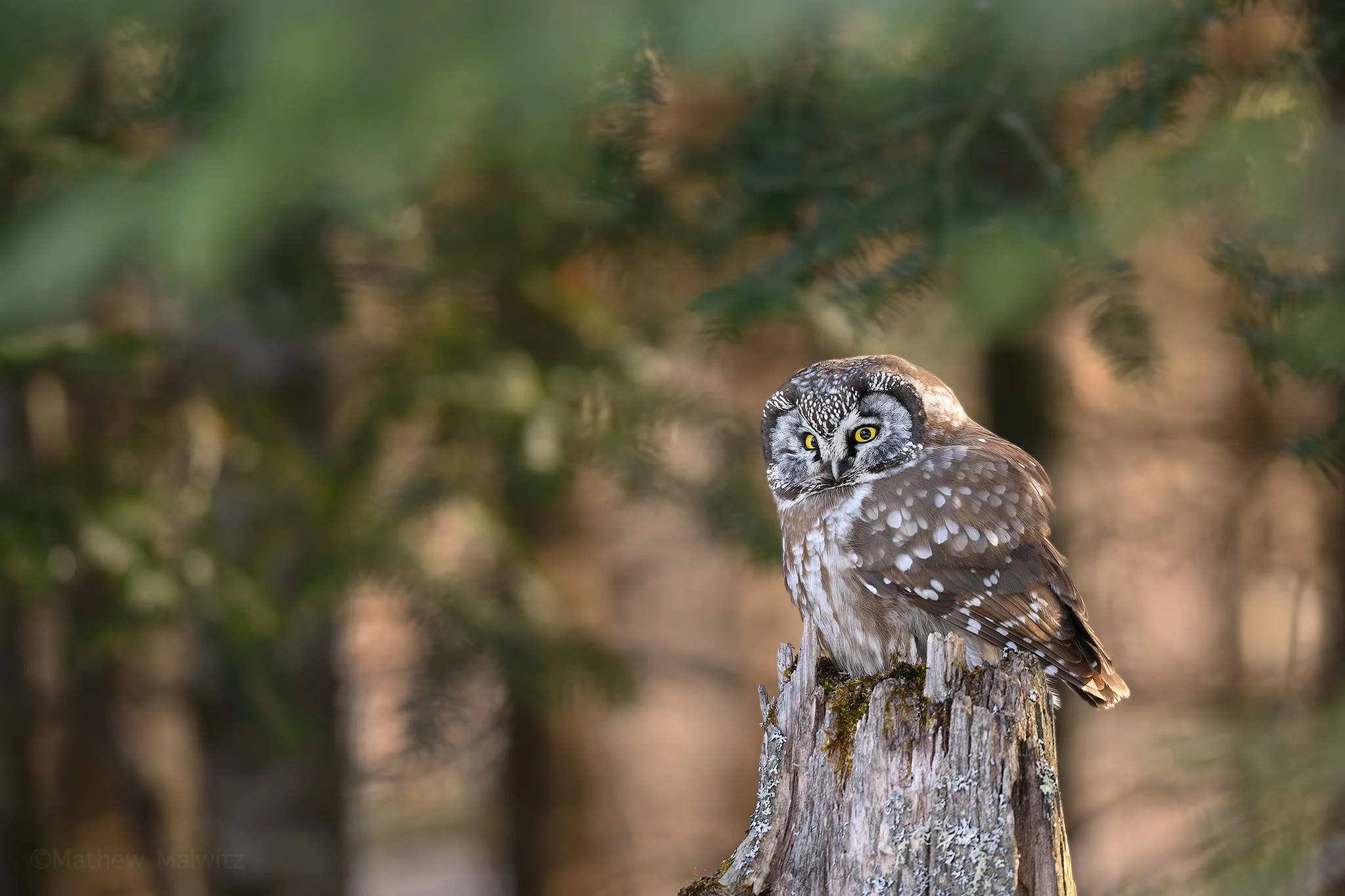 DSC_4411-Enhanced-NR-Edit copy.jpg