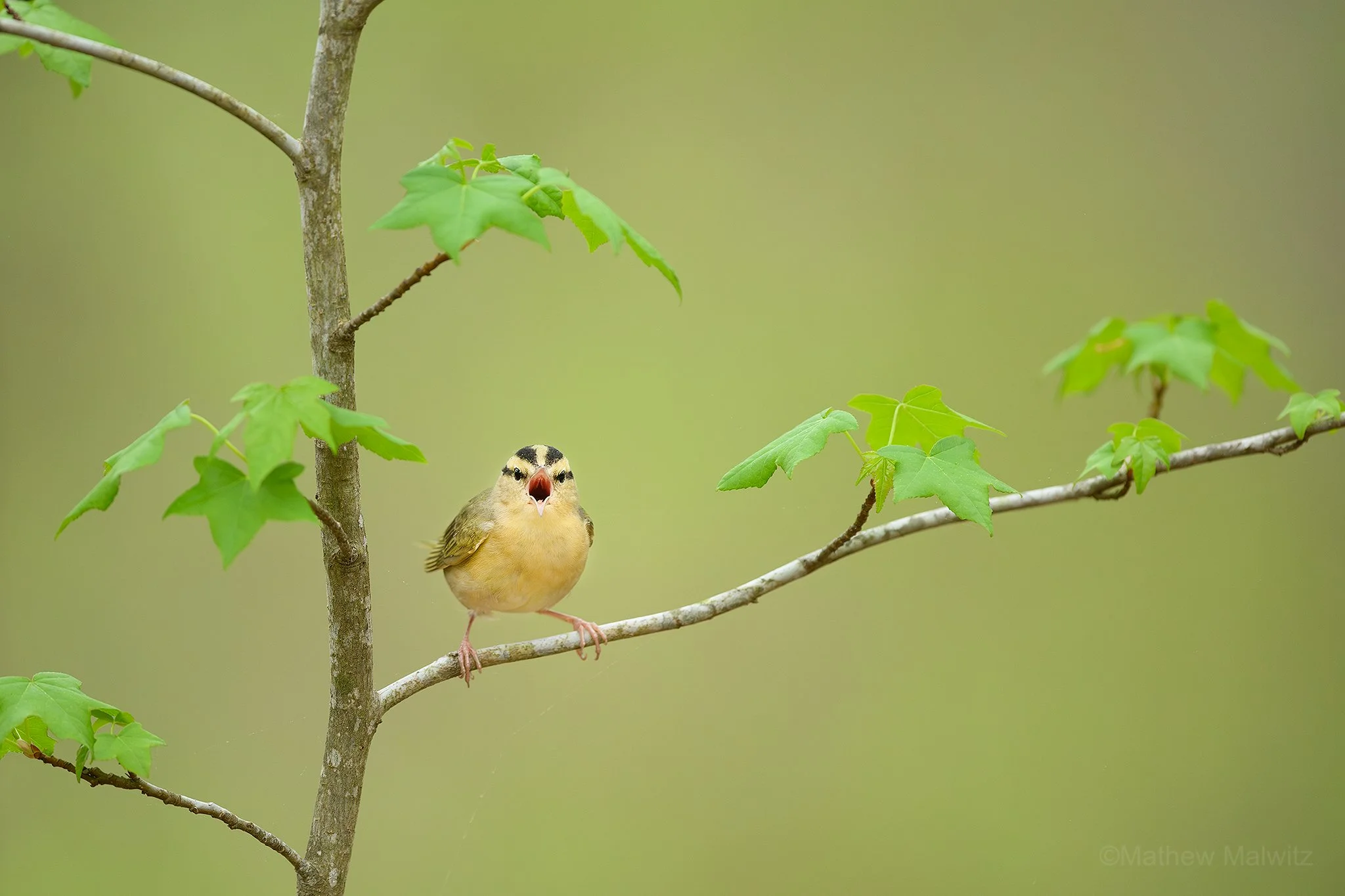 DSC_9969-Enhanced-NR-Edit copy.jpg