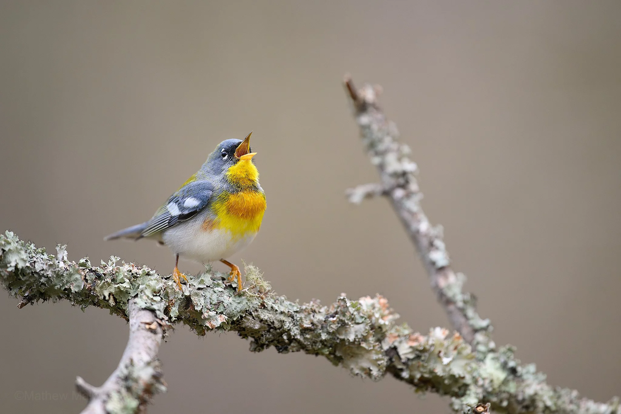 DSC_9600-Enhanced-NR-Edit copy.jpg