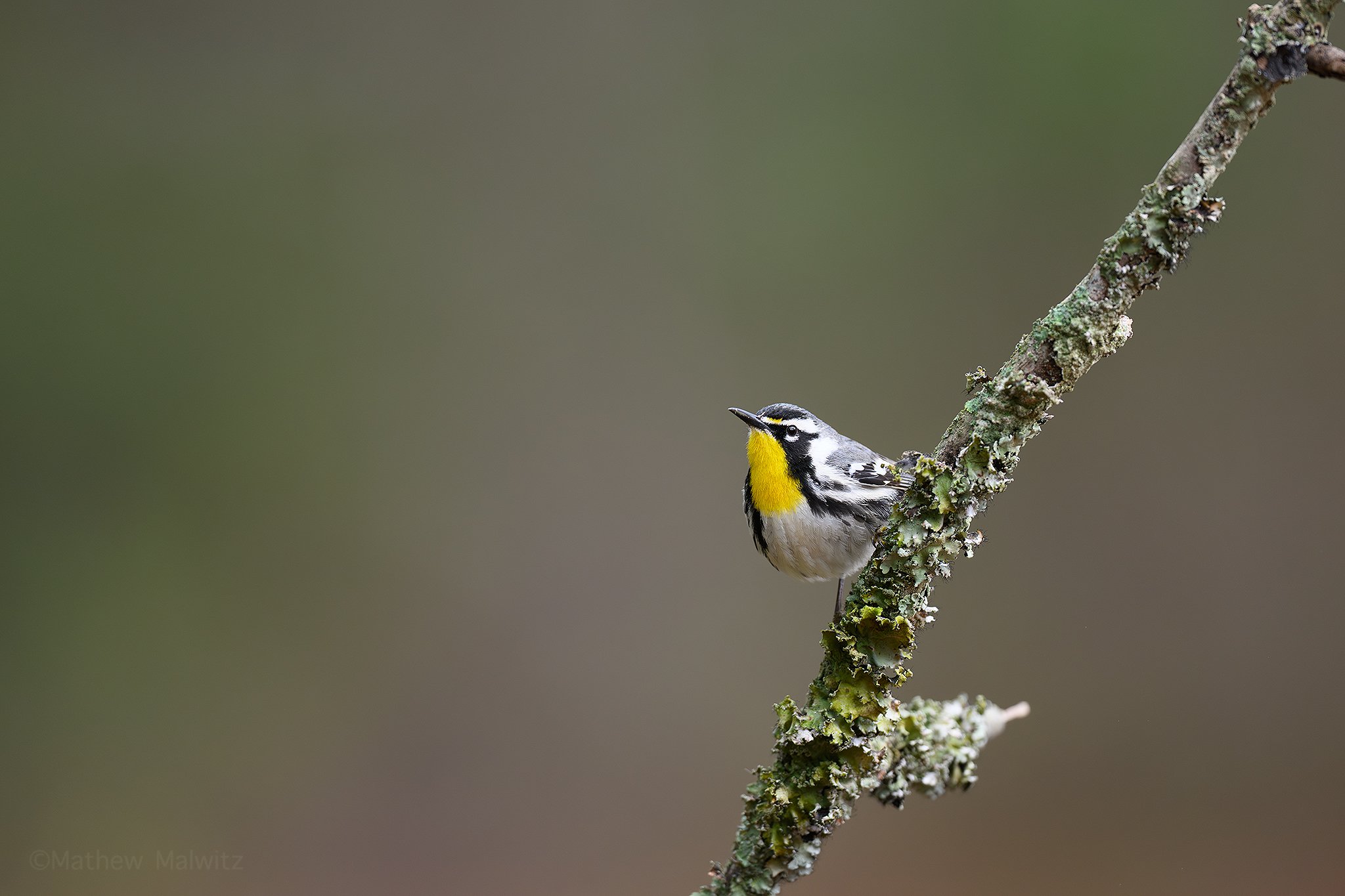 DSC_4096-Enhanced-NR-Edit copy.jpg