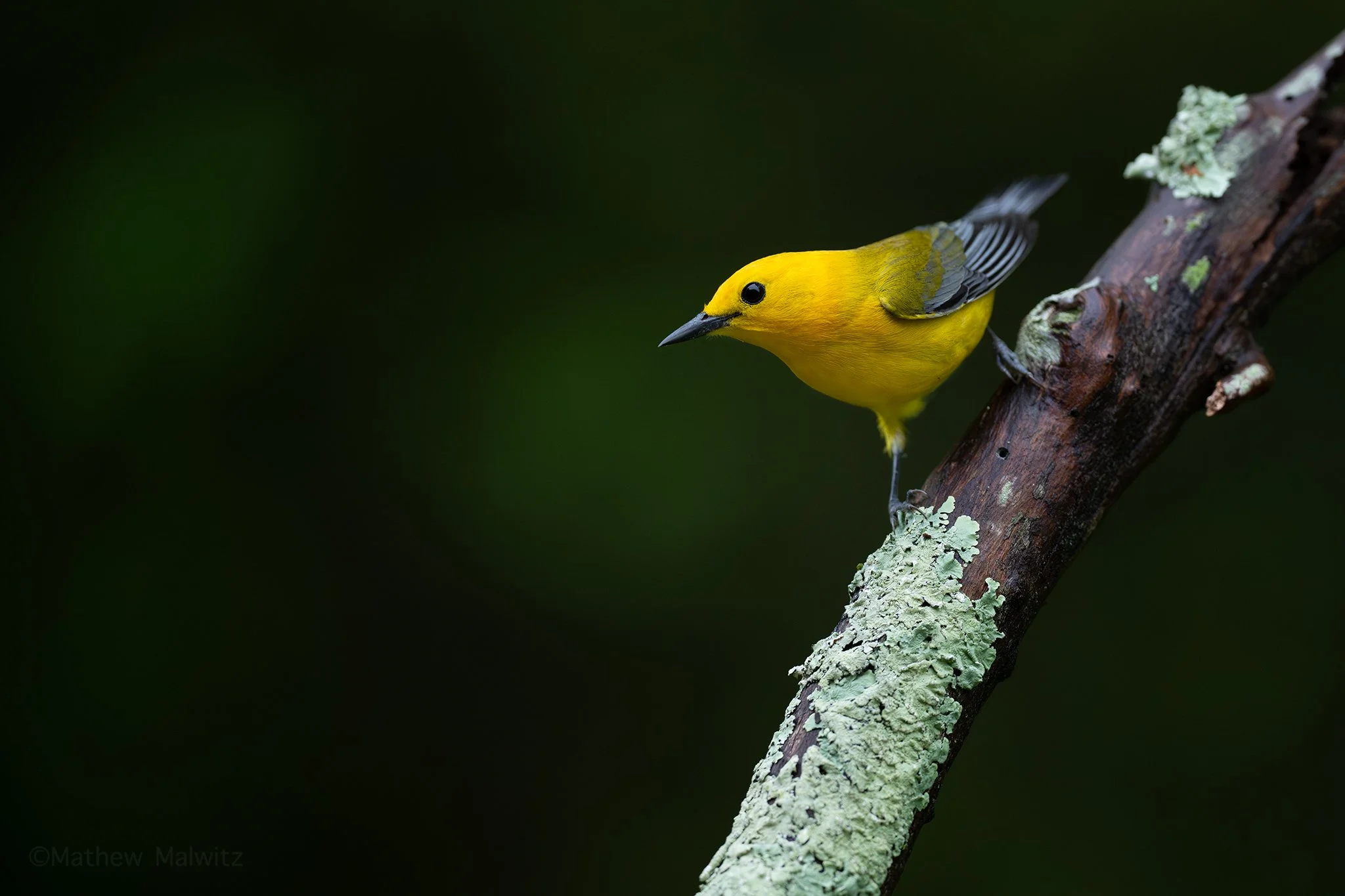 DSC_0034-Enhanced-NR-Edit copy.jpg