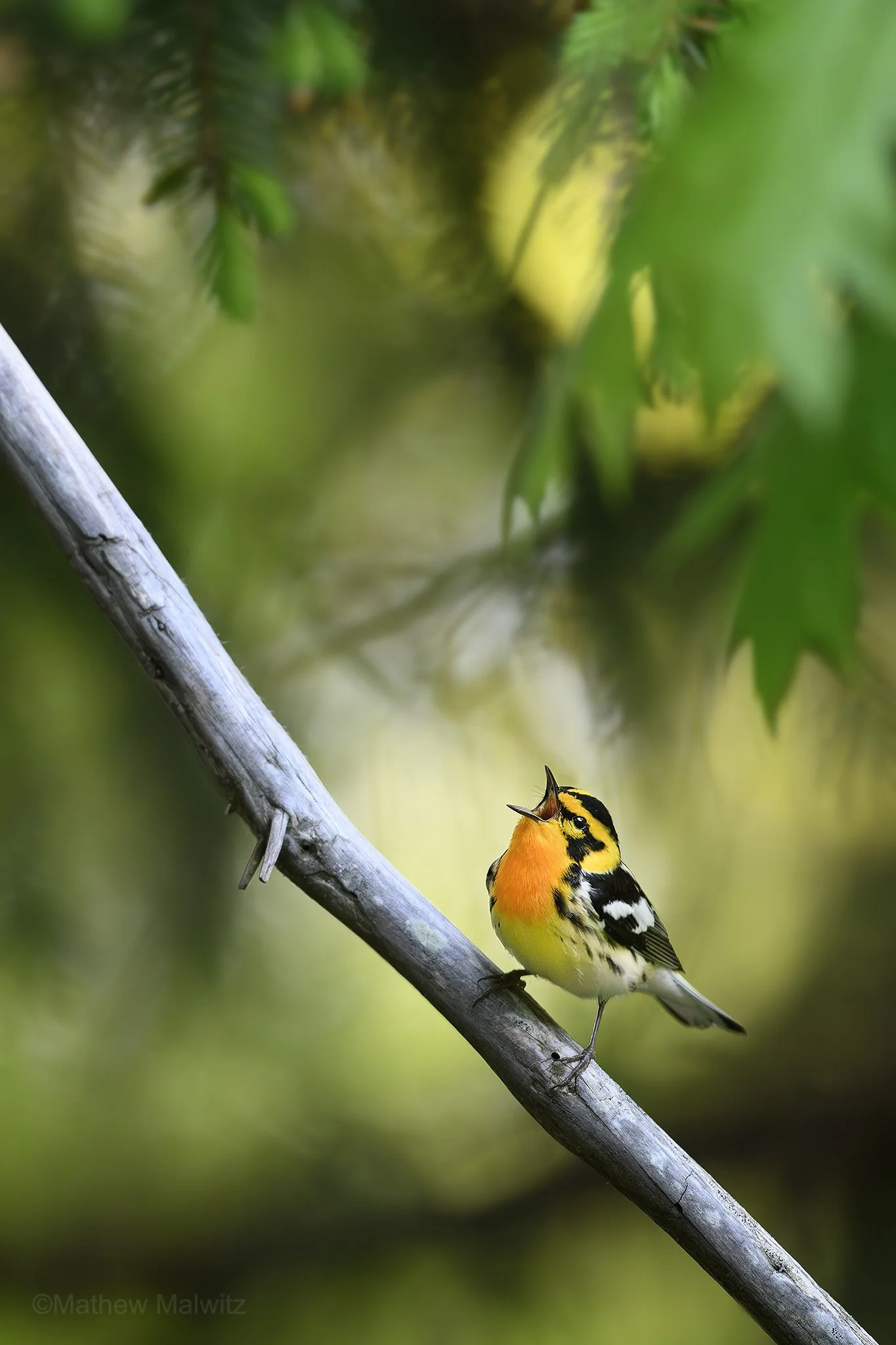 DZ9_5255-Enhanced-NR copy.jpg