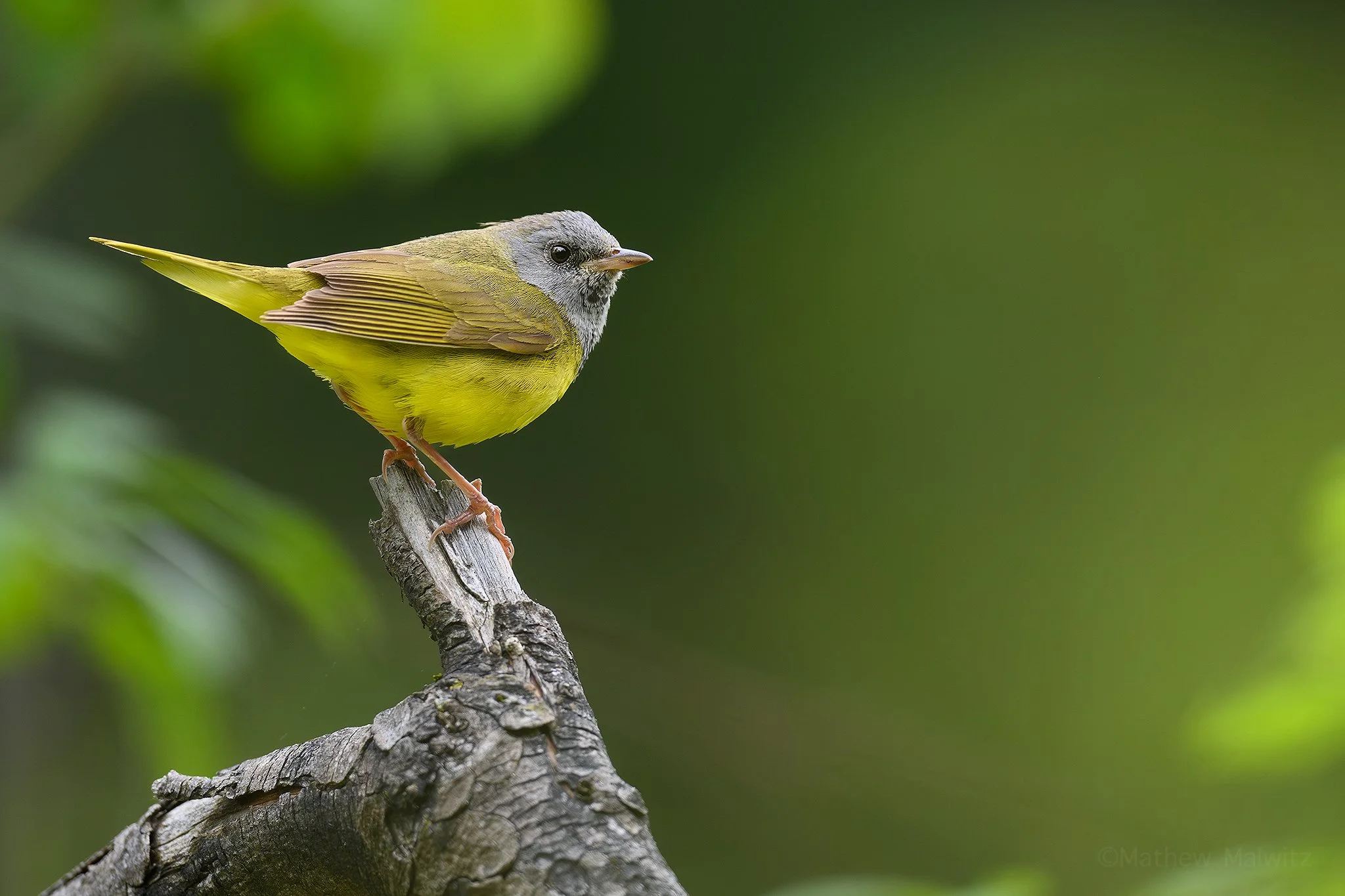 DSC_6683-Enhanced-NR-Edit copy.jpg