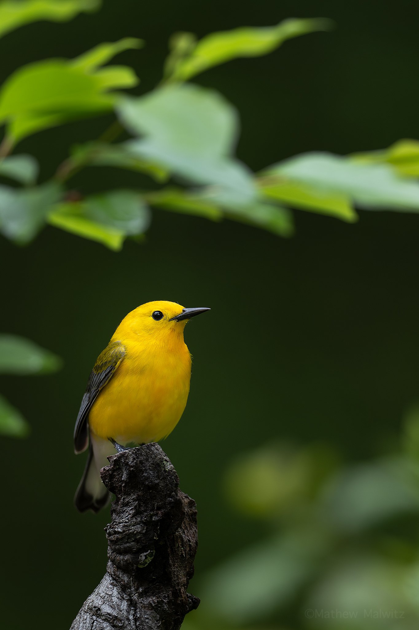 DSC_0789-Enhanced-NR-Edit copy.jpg