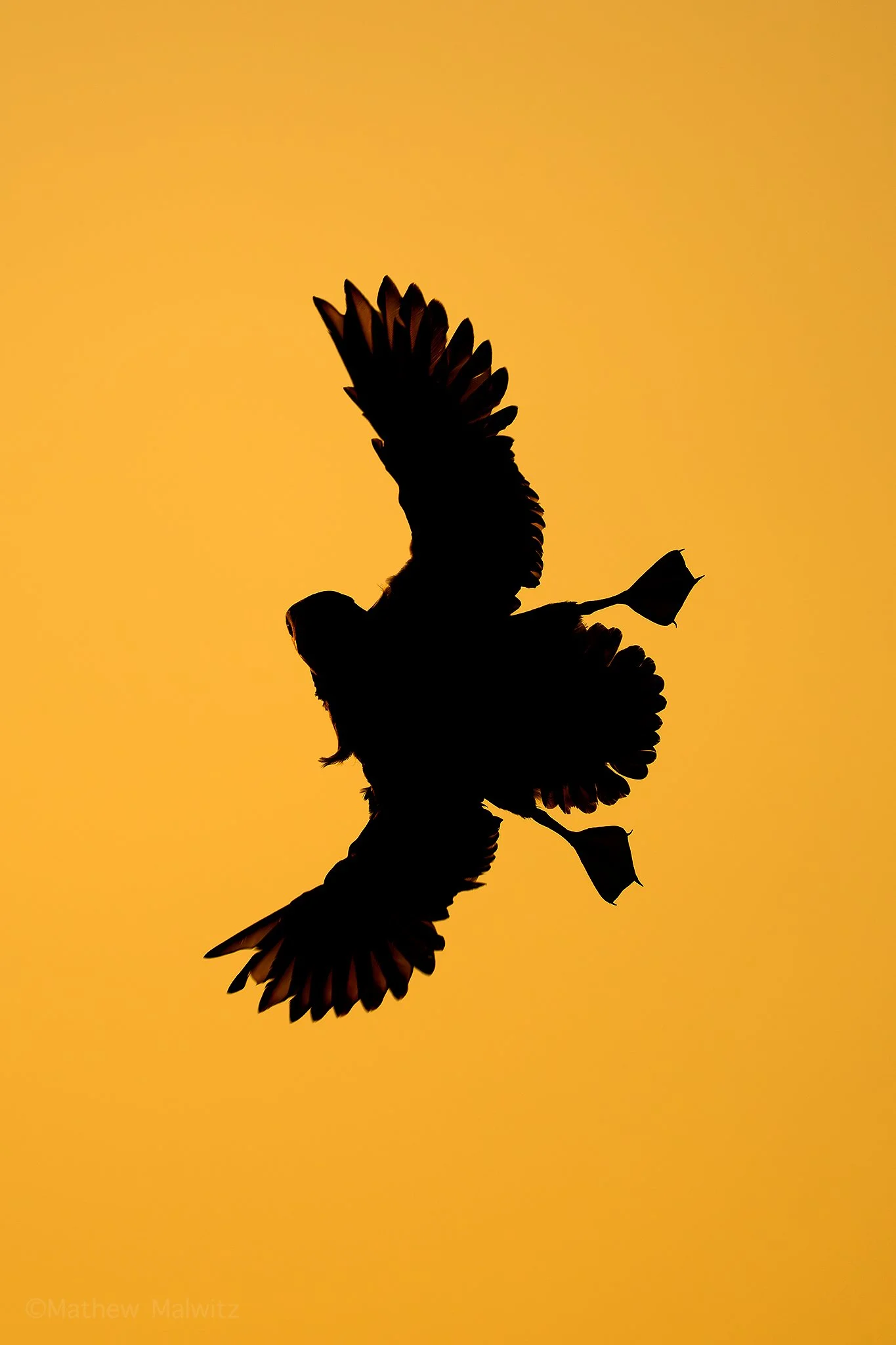 DSC_3055-Enhanced-NR-Edit copy.jpg