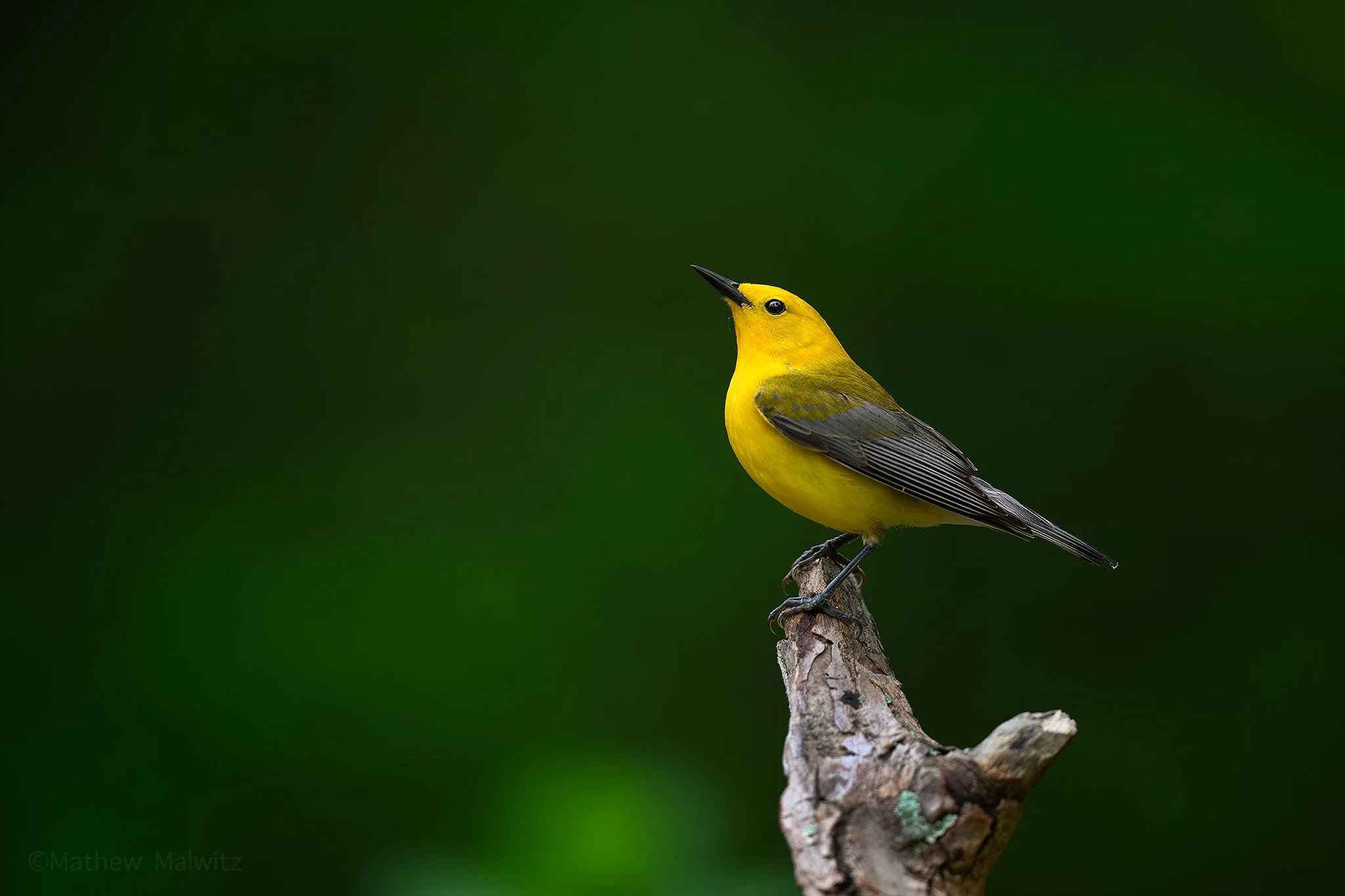 DSC_1357-Enhanced-NR-Edit copy.jpg