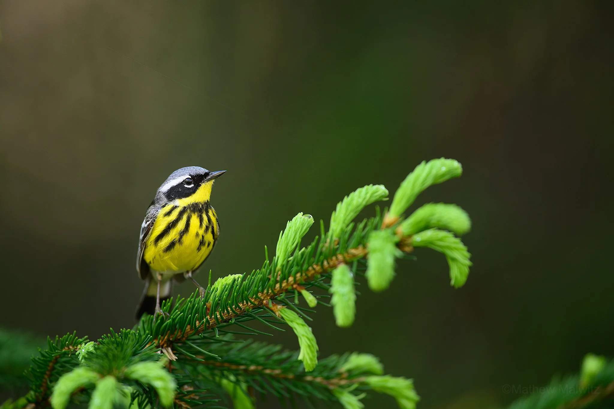 DSC_8154-Enhanced-NR-Edit copy.jpg