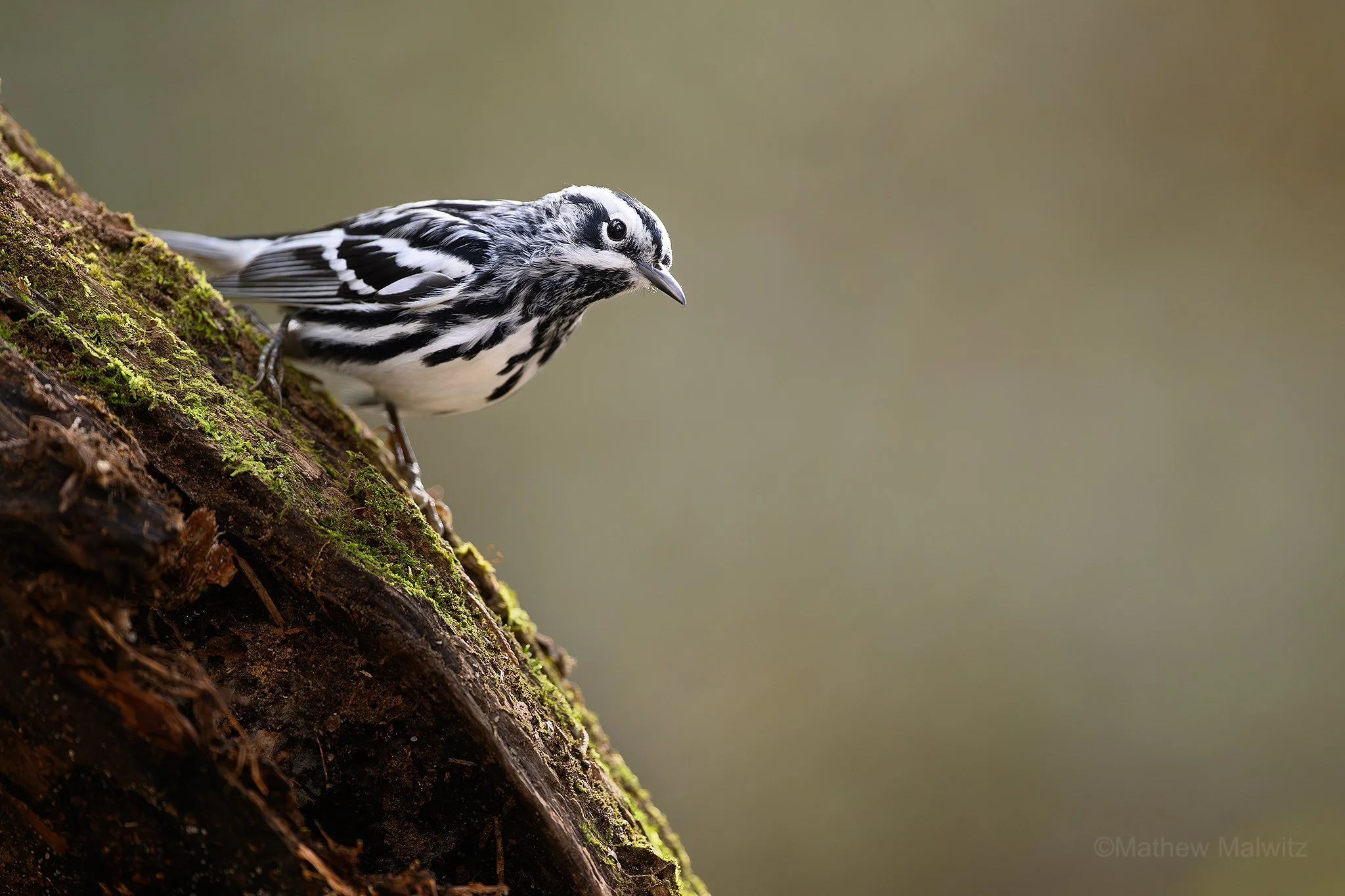 DSC_1410-Enhanced-NR-Edit copy.jpg