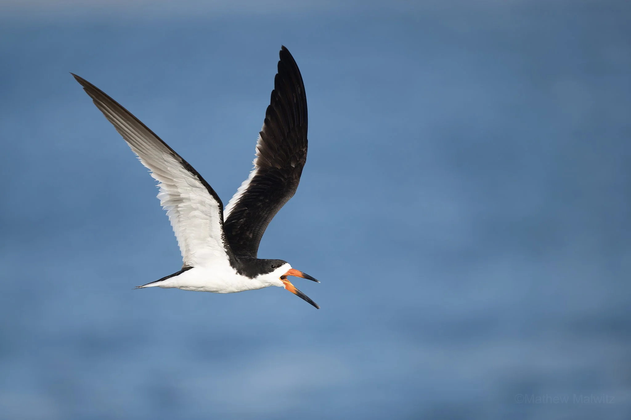 DZ9_9675-Enhanced-NR copy.jpg