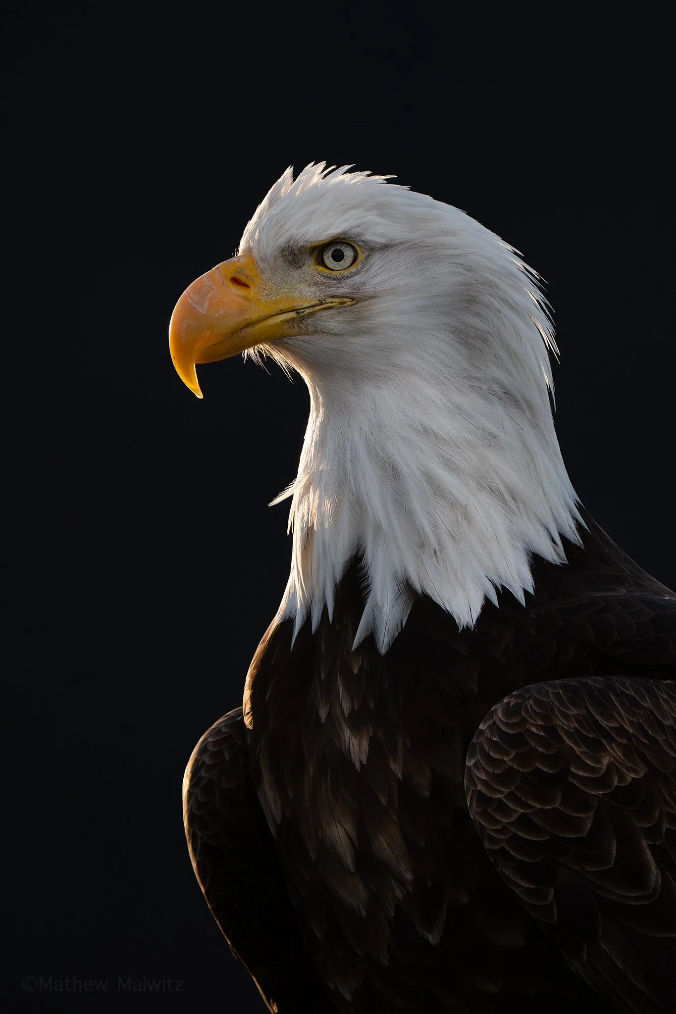 DSC08259-Edit copy.jpg