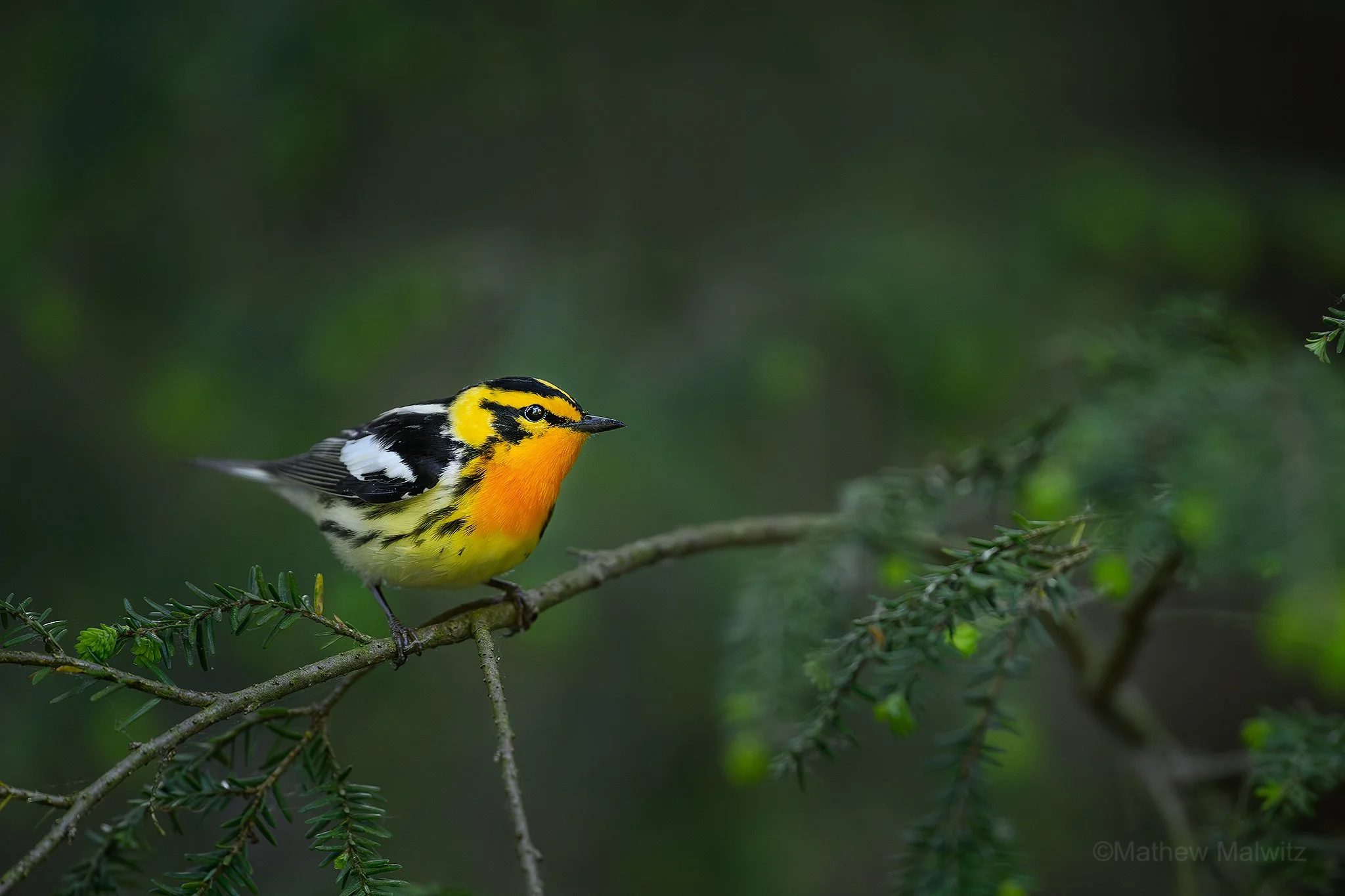 DZ9_6183-Enhanced-NR-Edit copy.jpg