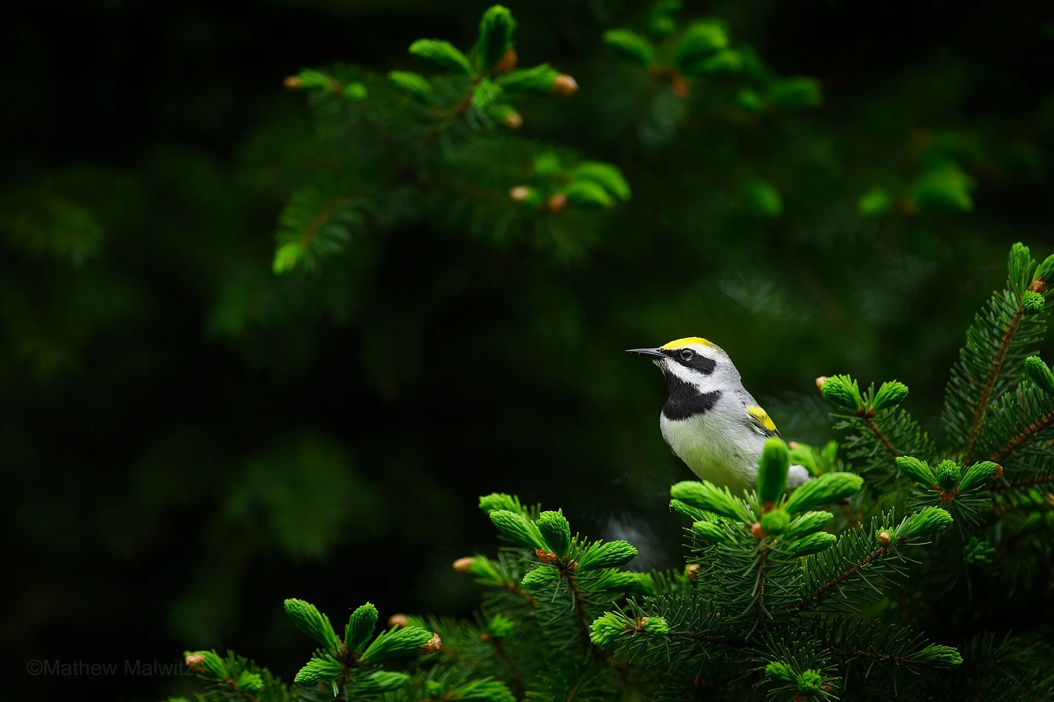 Dz9_4493-Enhanced-NR-Edit copy.jpg