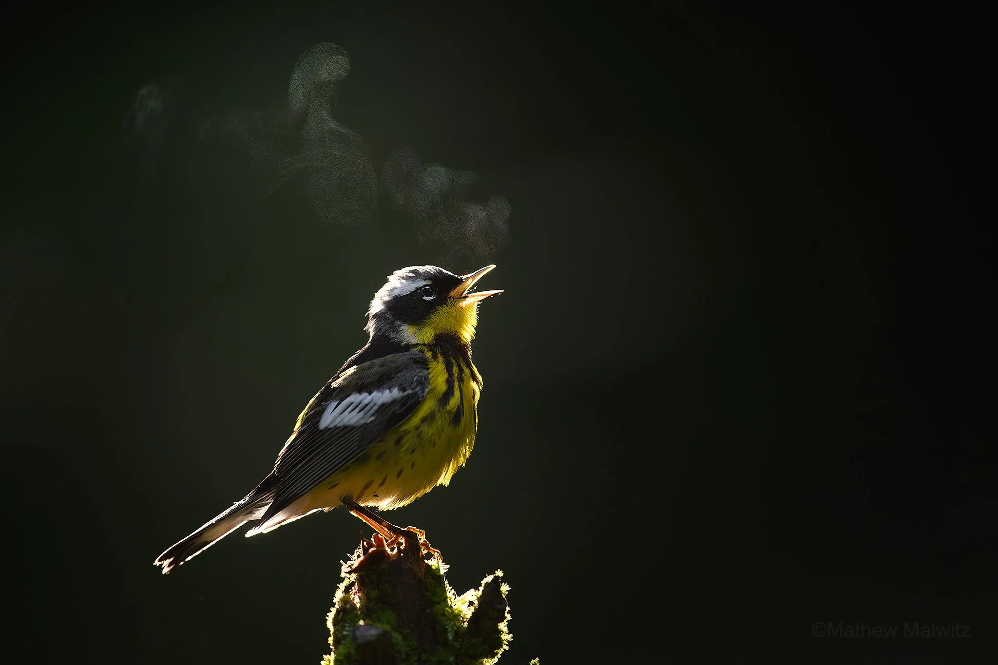 DSC_9075-Enhanced-NR-Edit copy.jpg